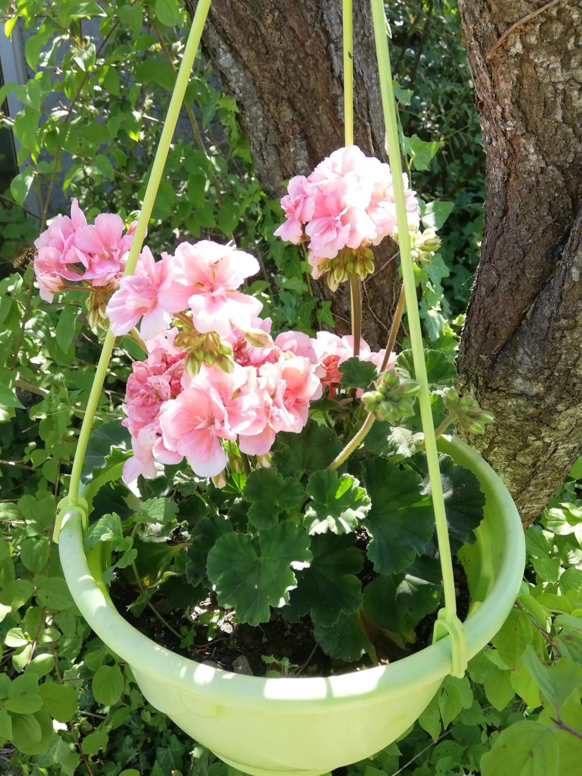 Summer in Le mas de la diligence