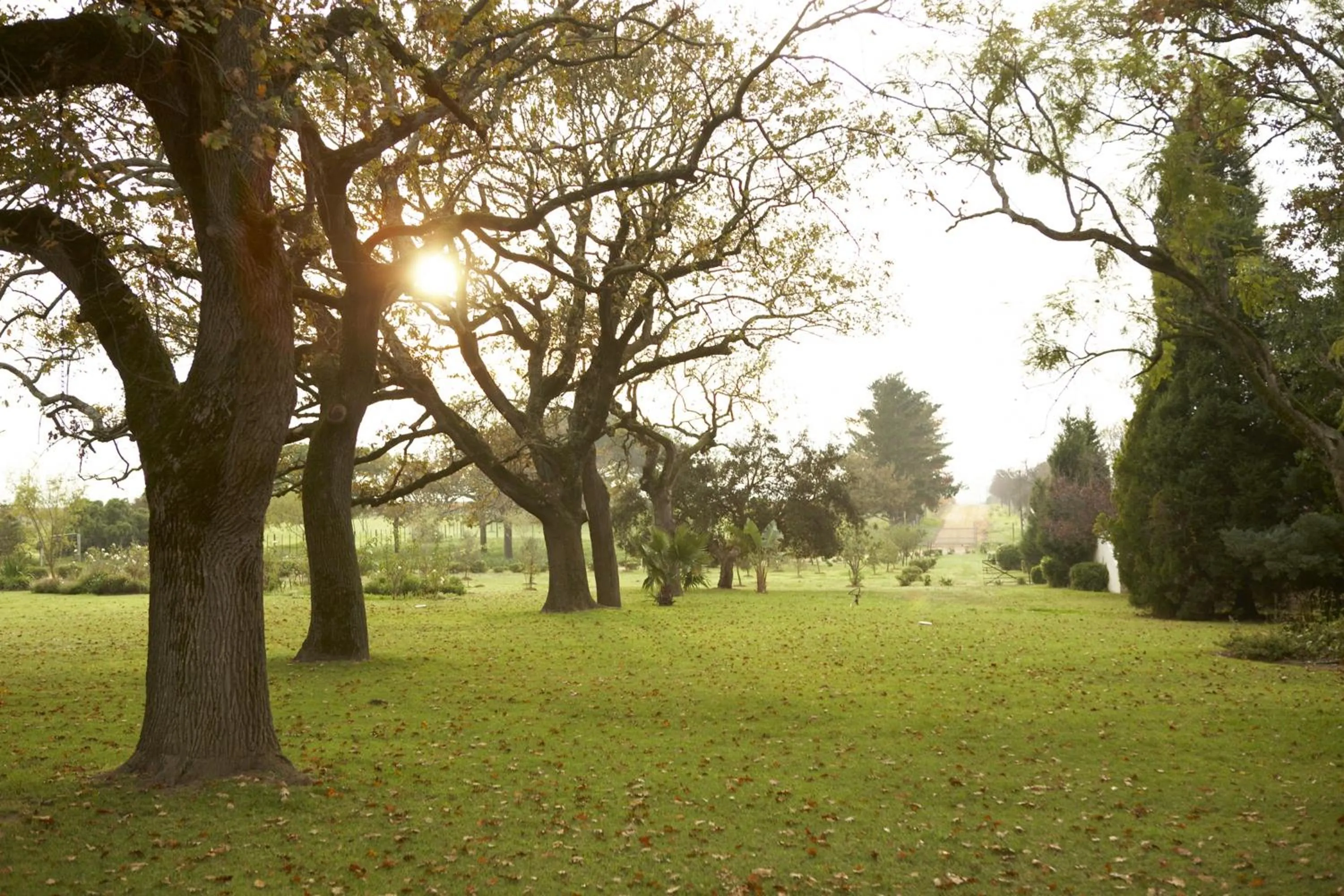 Garden in Hawksmoor House