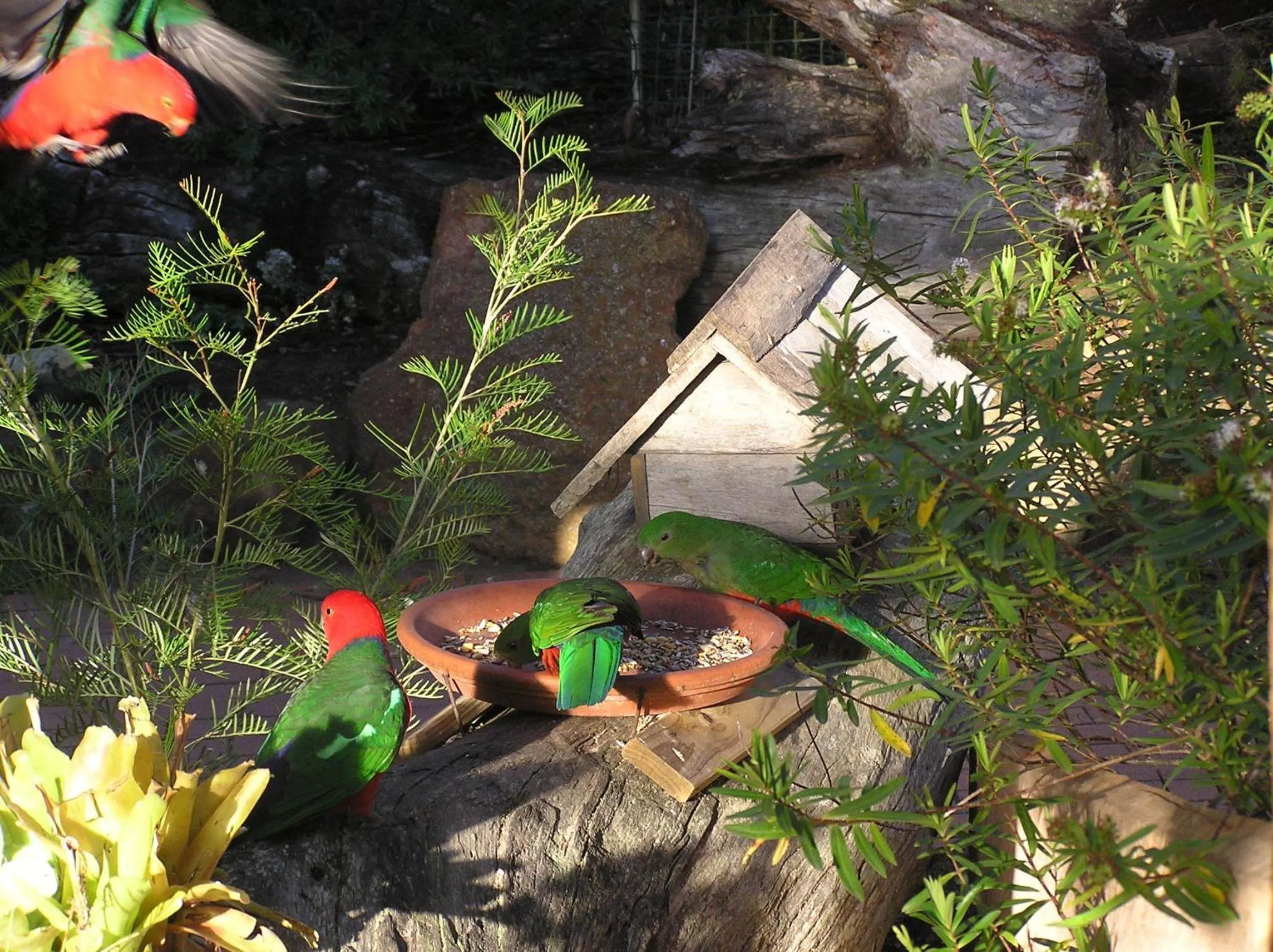 Pets in Kianinny Bush Cottages