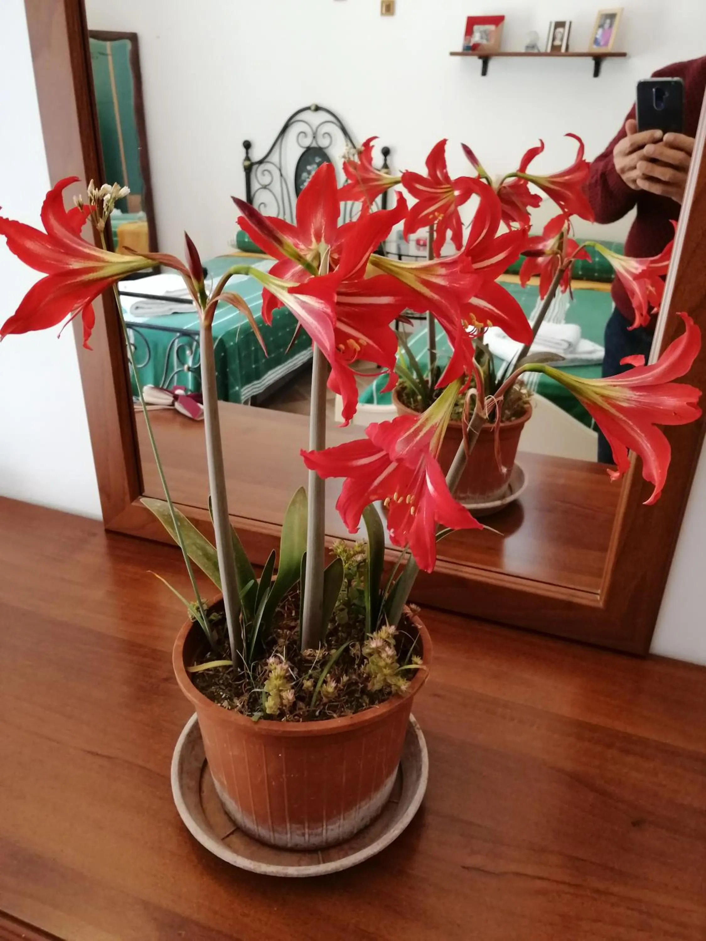Bedroom in Holiday Home Zolfare