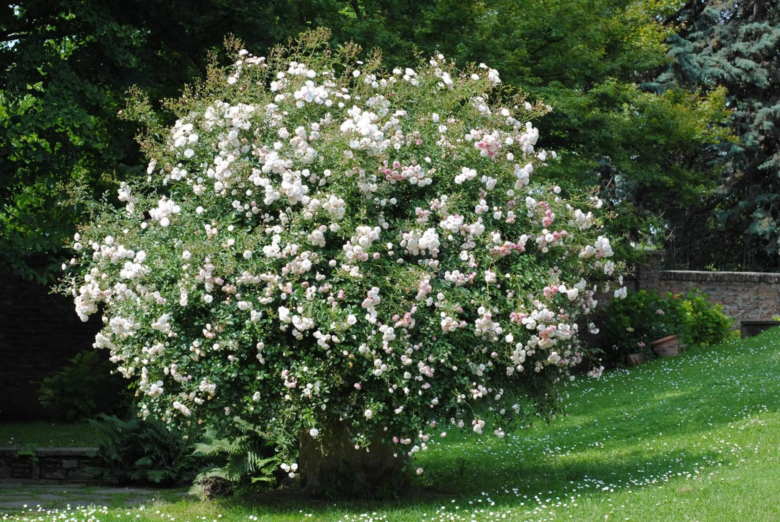 Garden in Villa La Maggiorana