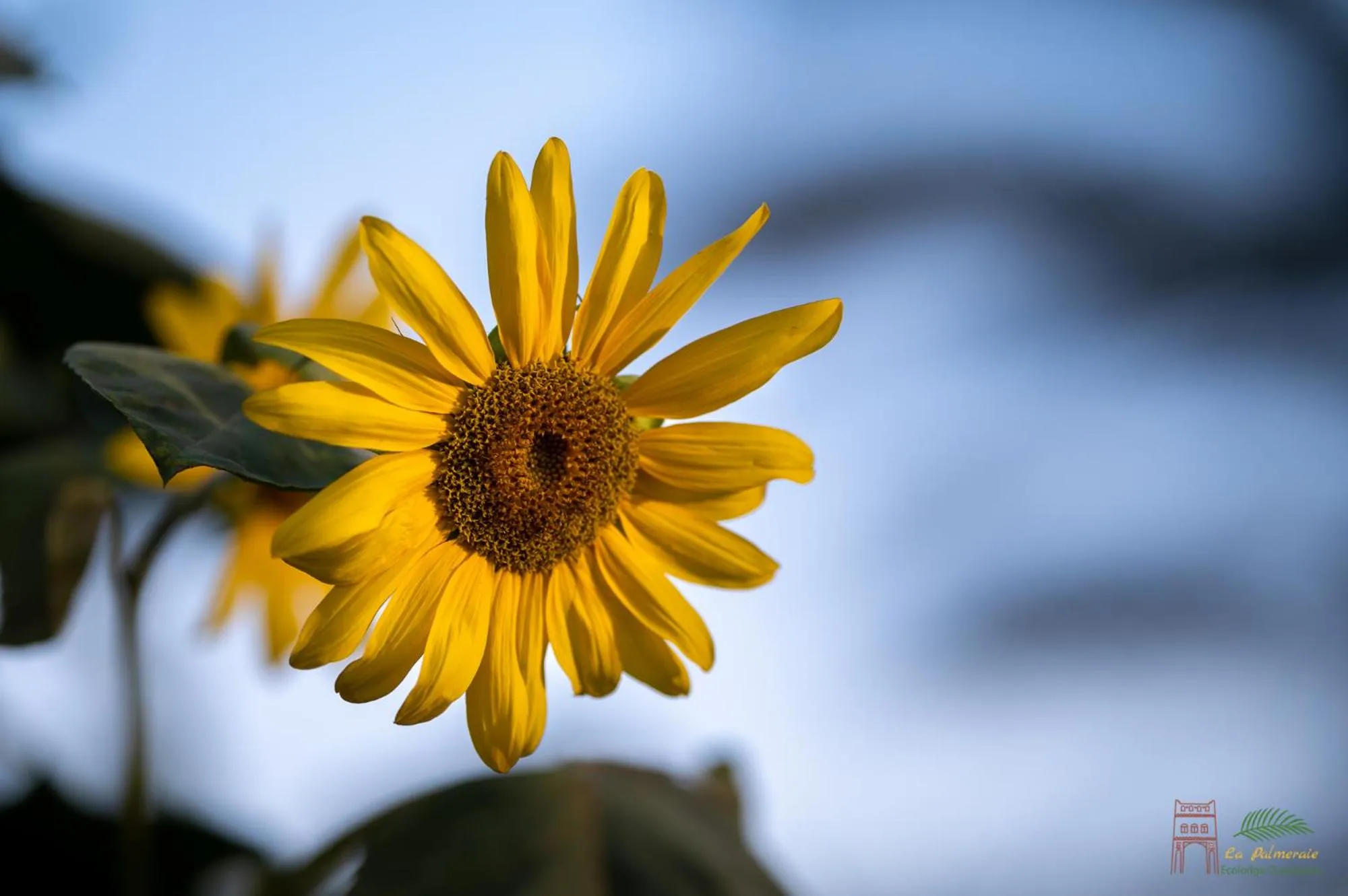 Garden in Ecolodge La Palmeraie