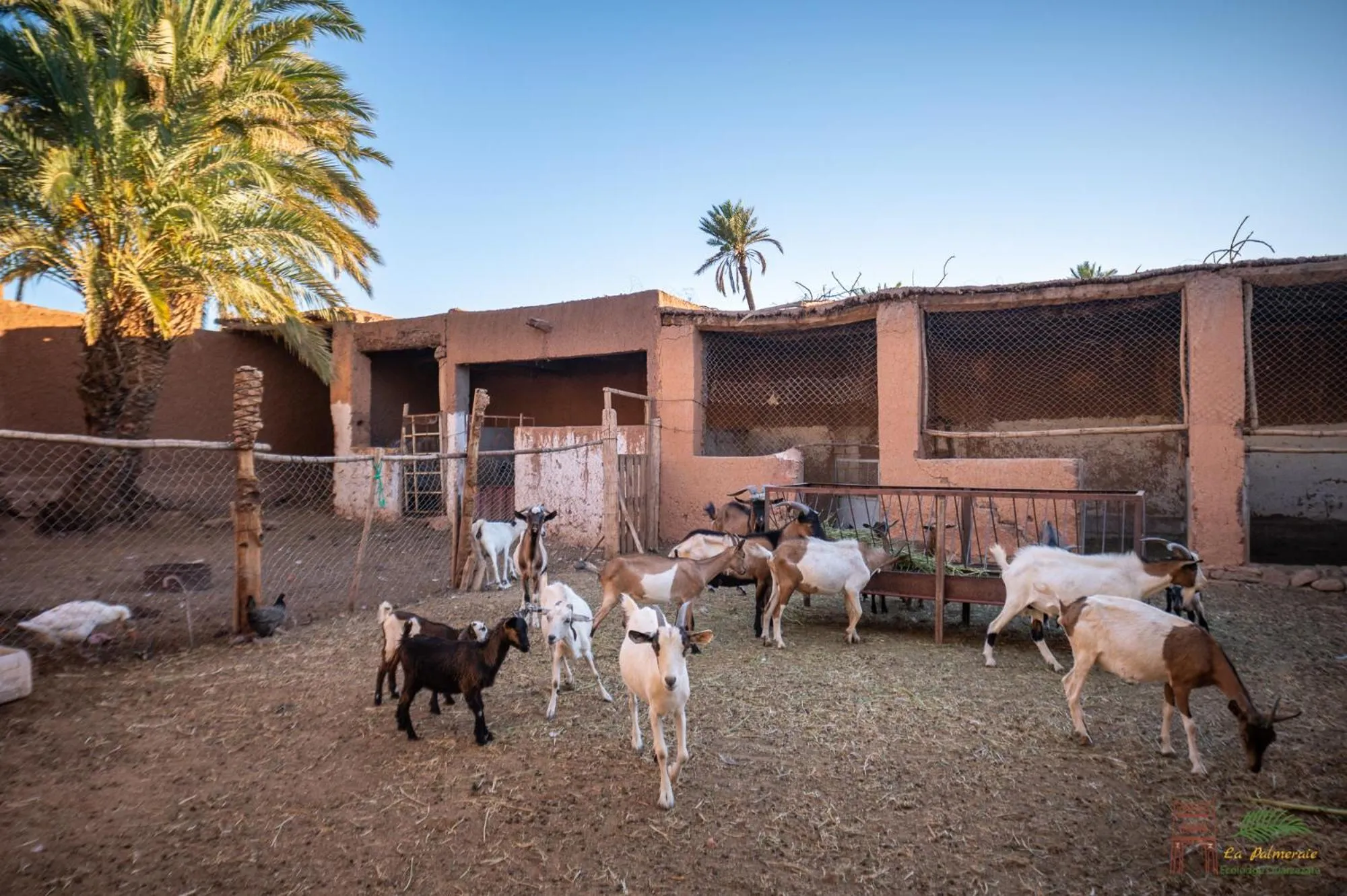 Animals in Ecolodge La Palmeraie