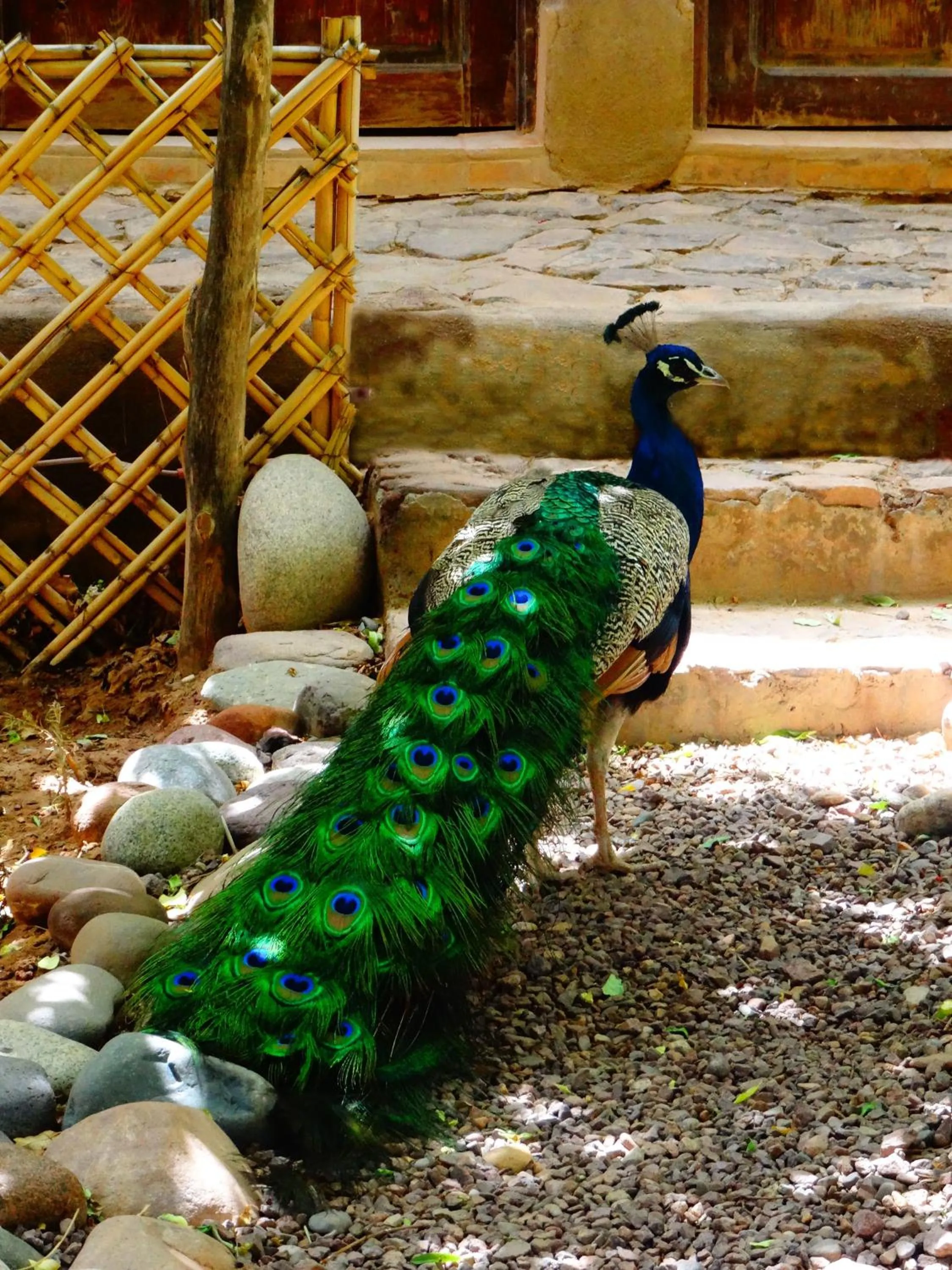 Animals in Ecolodge La Palmeraie