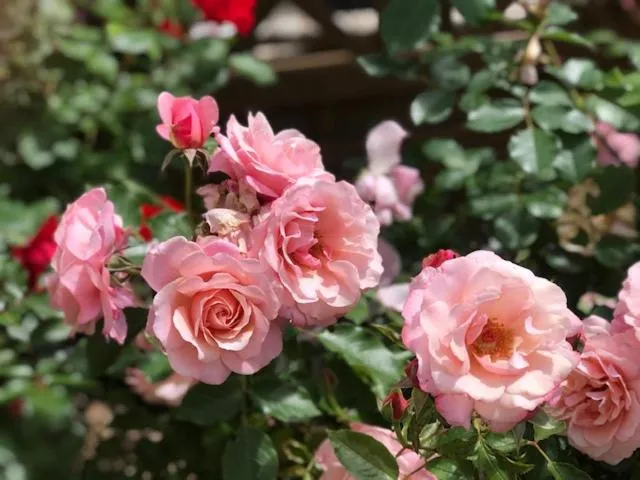 Garden in Les Belles Terrasses