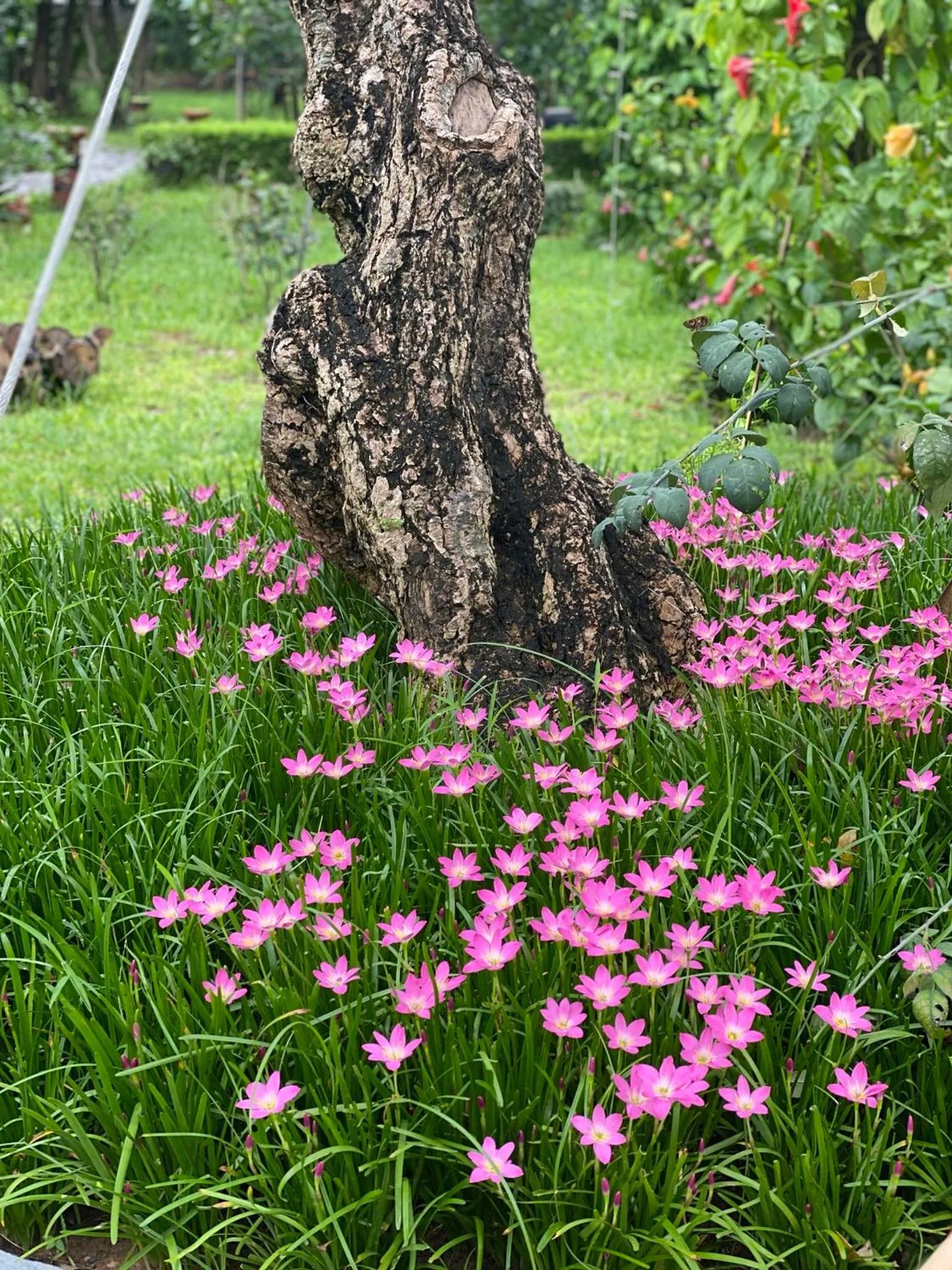 Garden in Tam Coc La Montagne Resort & Spa Ninh Binh