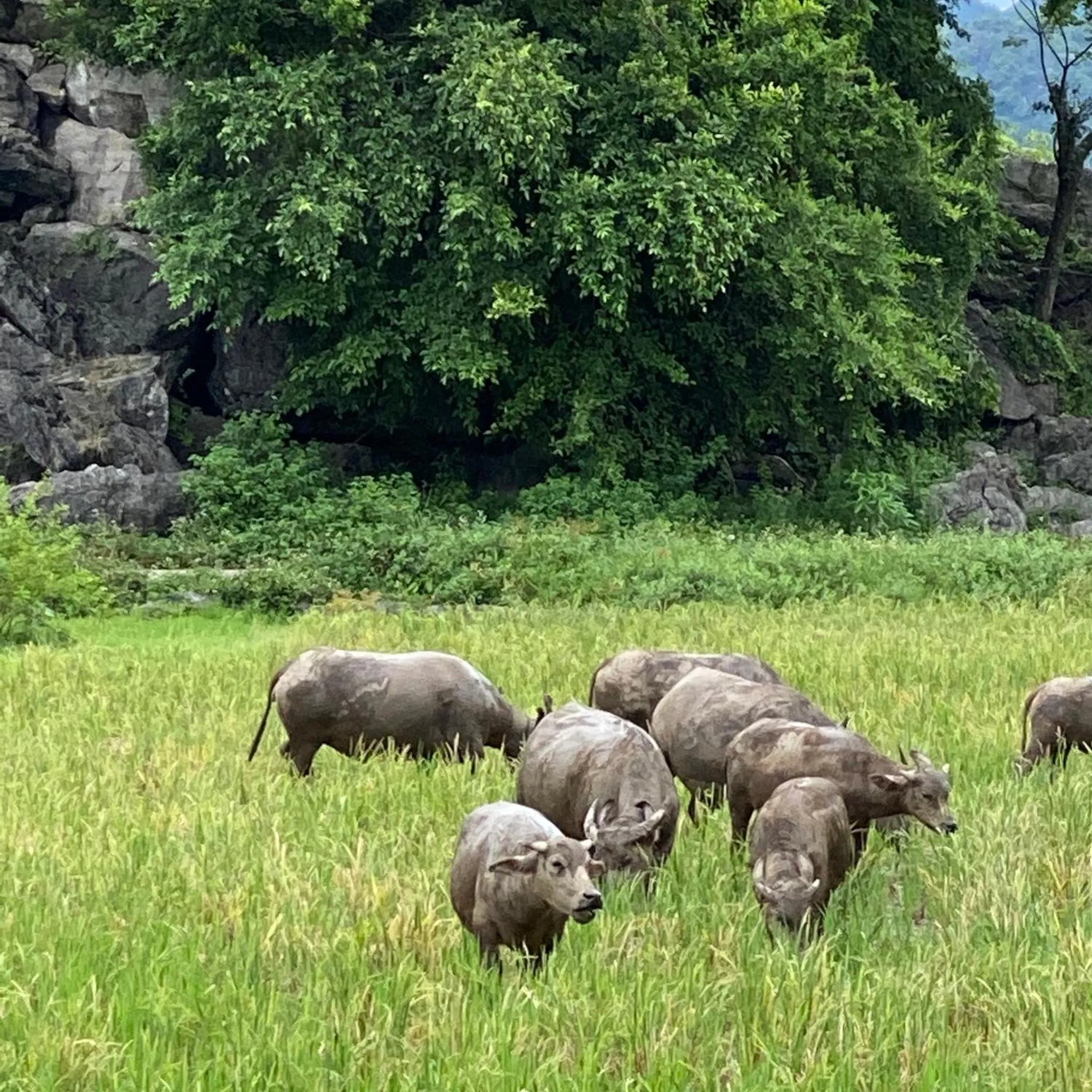 Tam Coc La Montagne Resort & Spa Ninh Binh