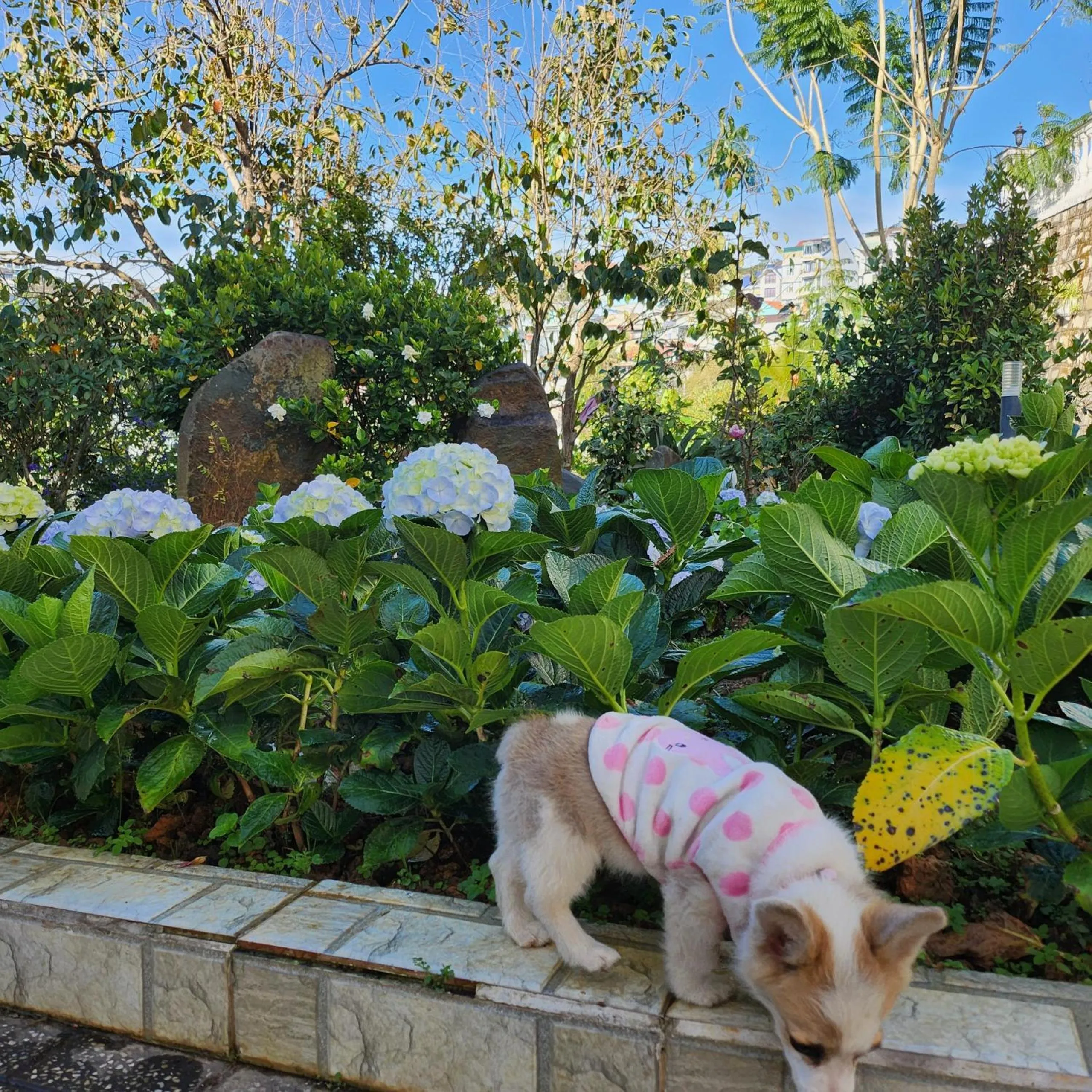 Garden in Myrtle Boutique Hotel