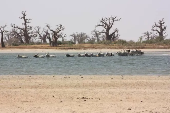 Property building in N'Danthiéné Lodge