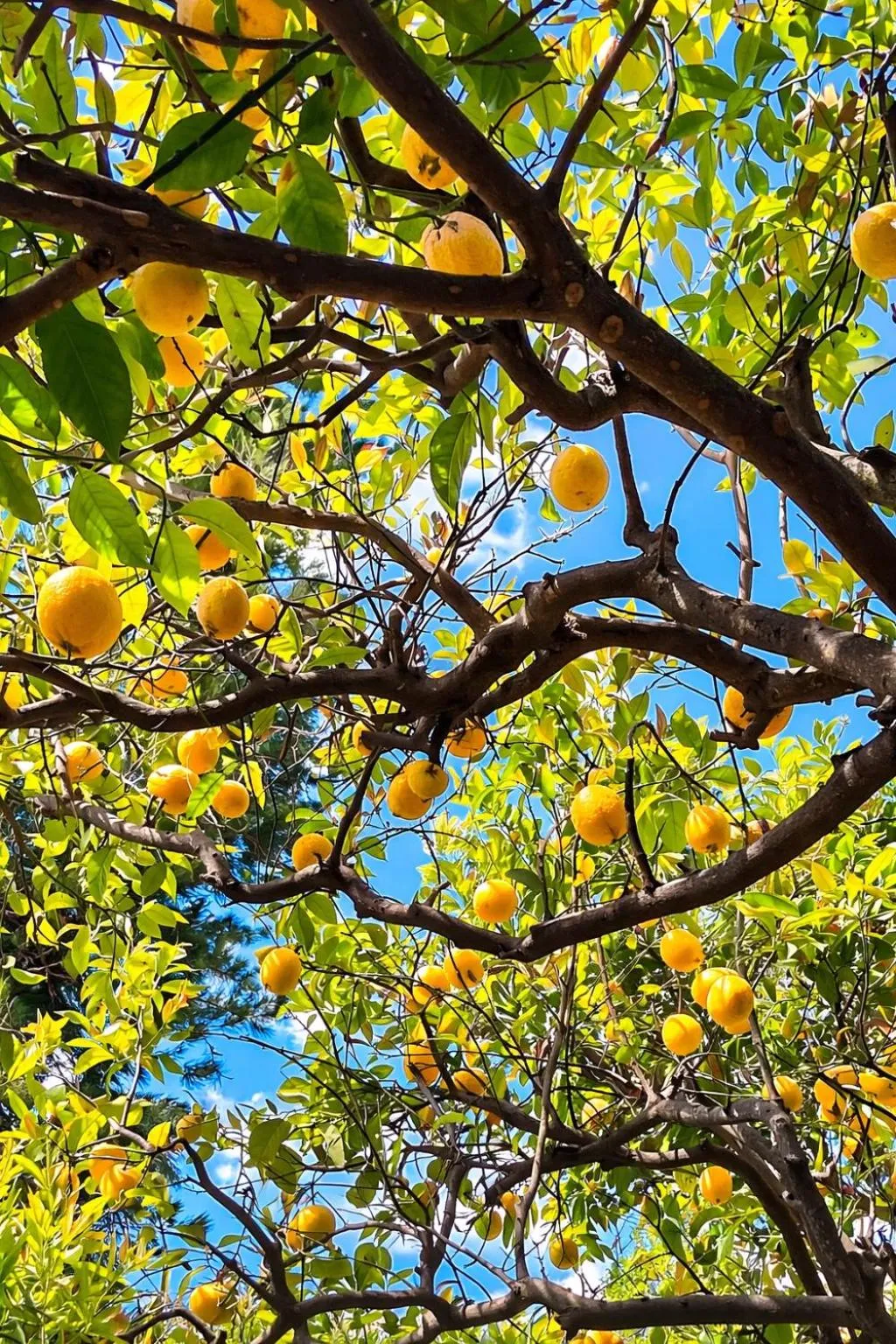 Villa Antonietta Ischia