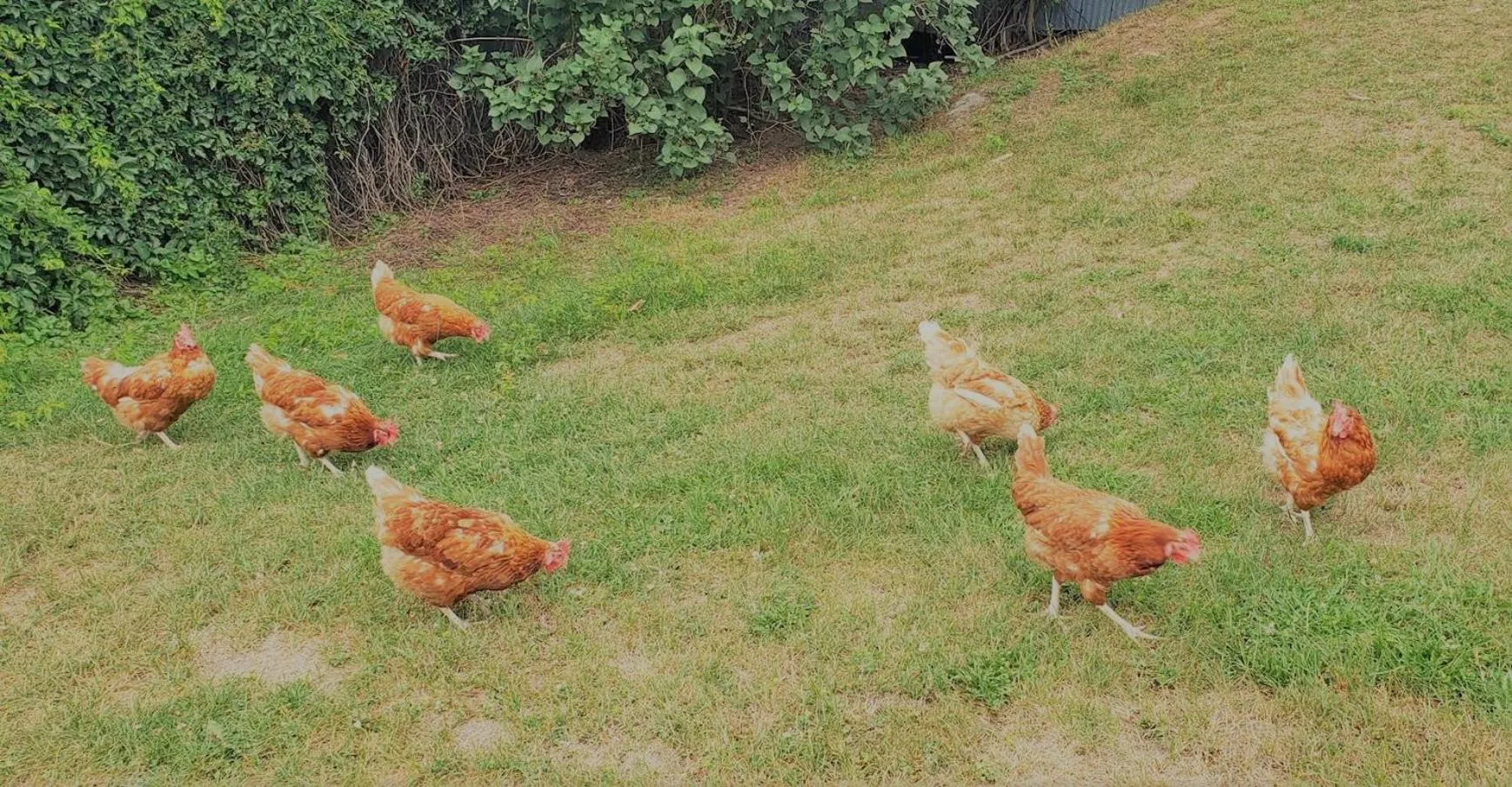 Animals in Auberge du Vignoble Bromont