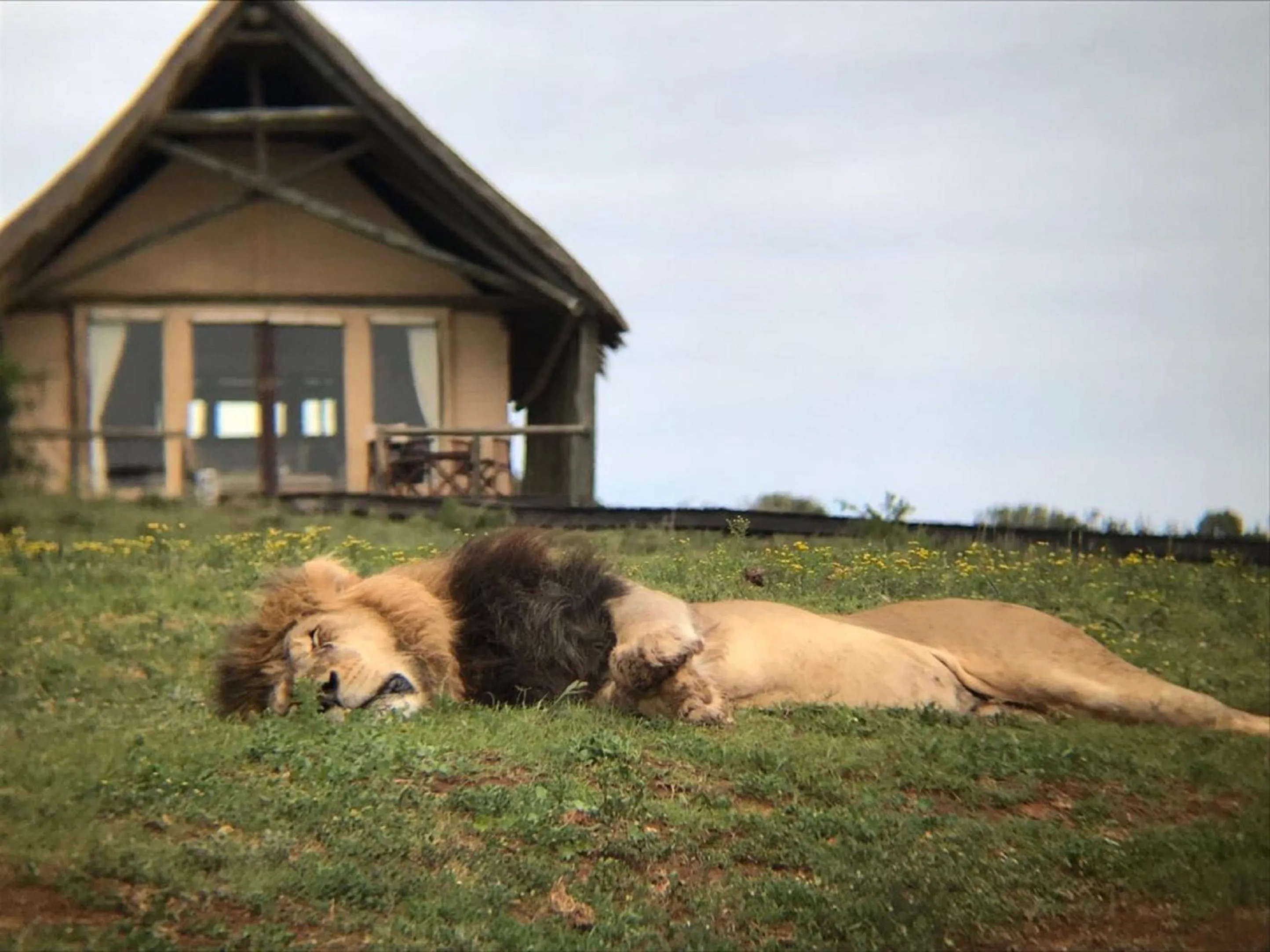 Animals in Gorah Elephant Camp