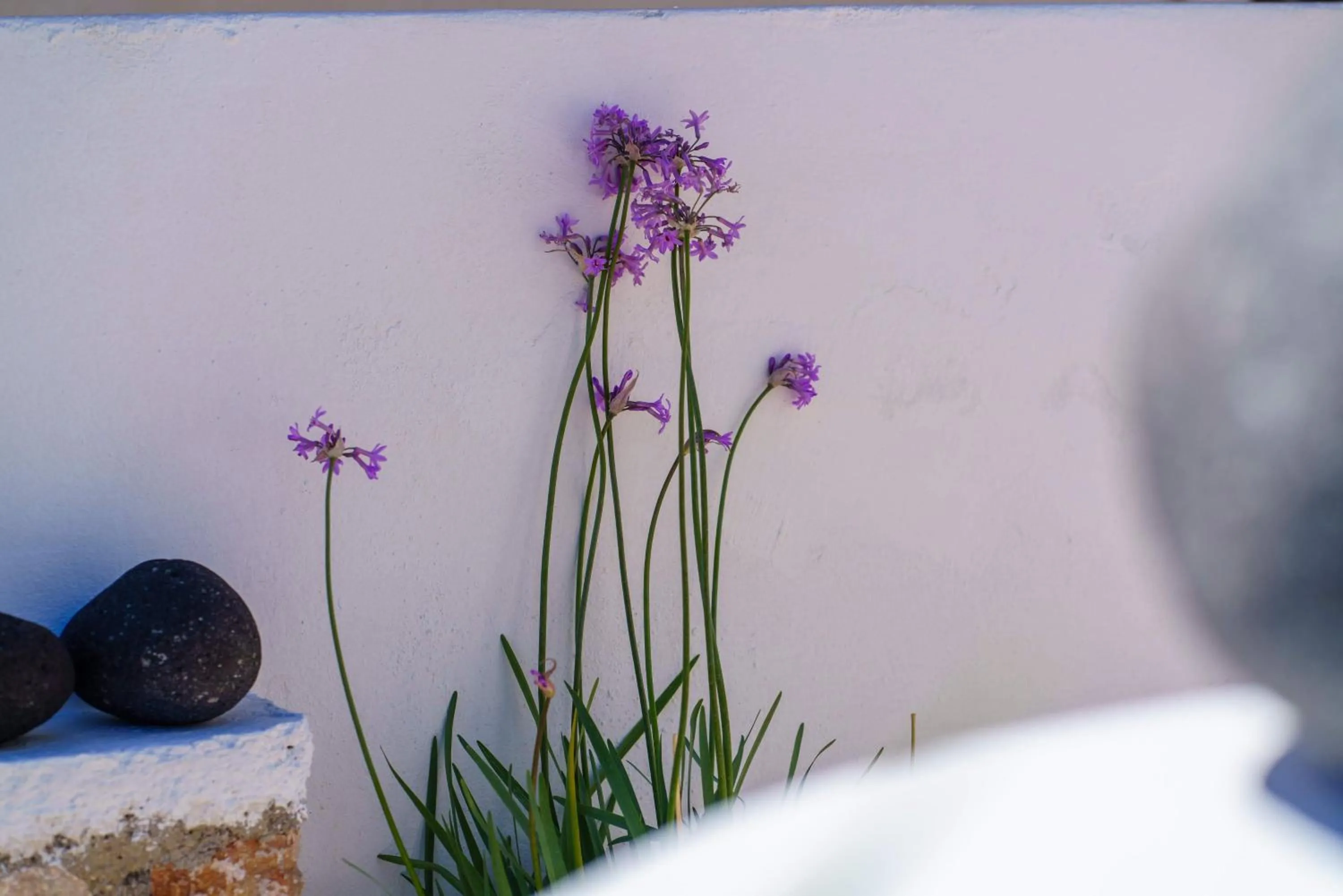 Decorative detail in Beach Houses Santorini