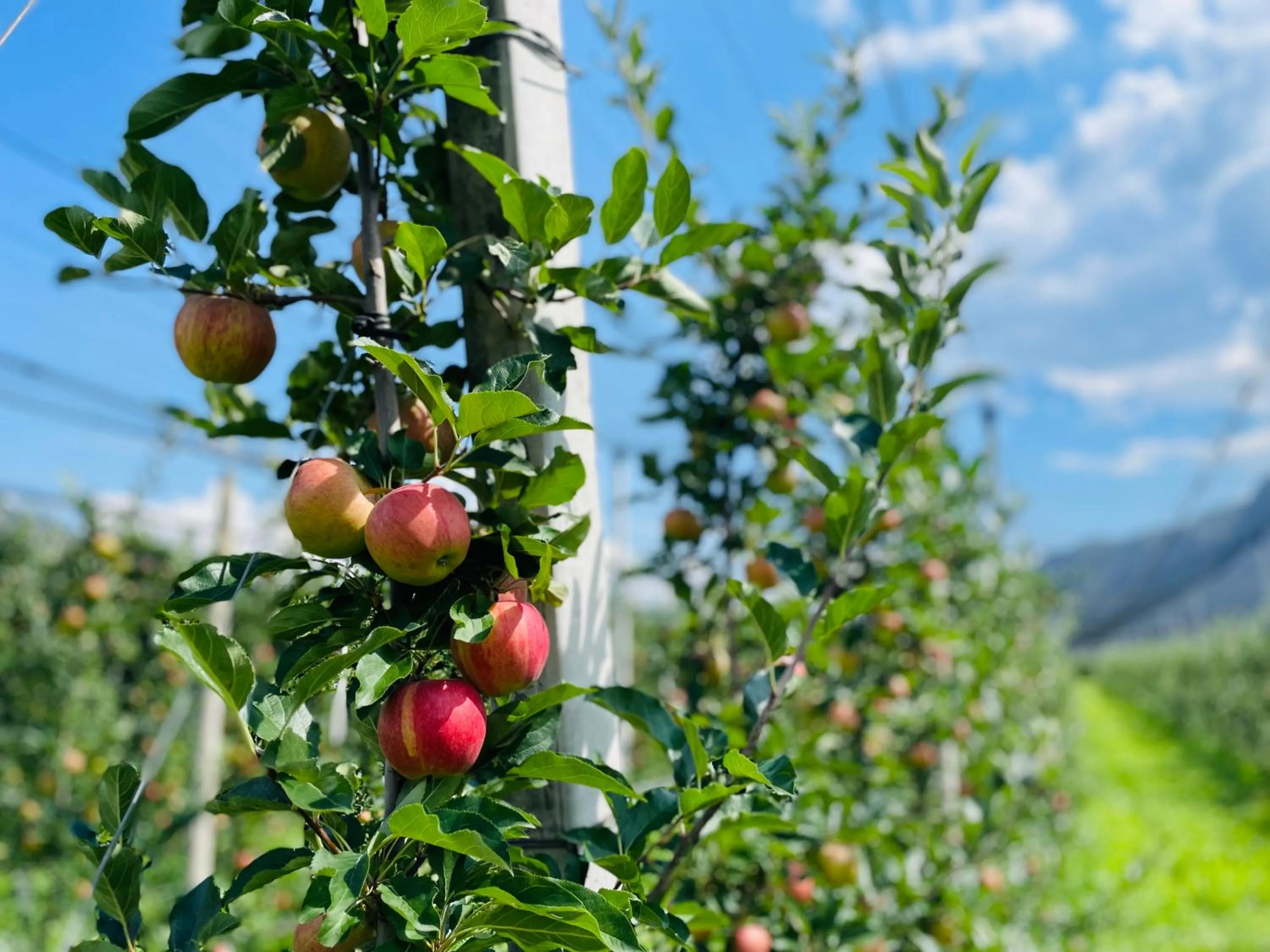 Natural landscape in St. Vigilhof