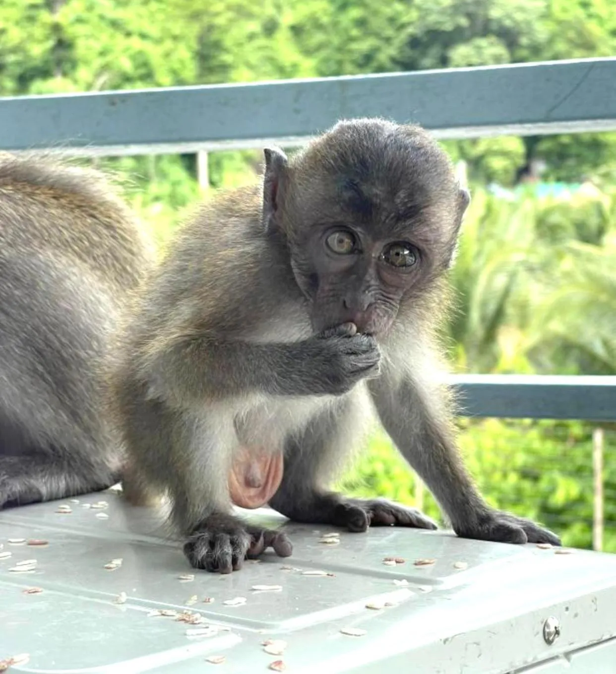 Phi Phi Maiyada Resort