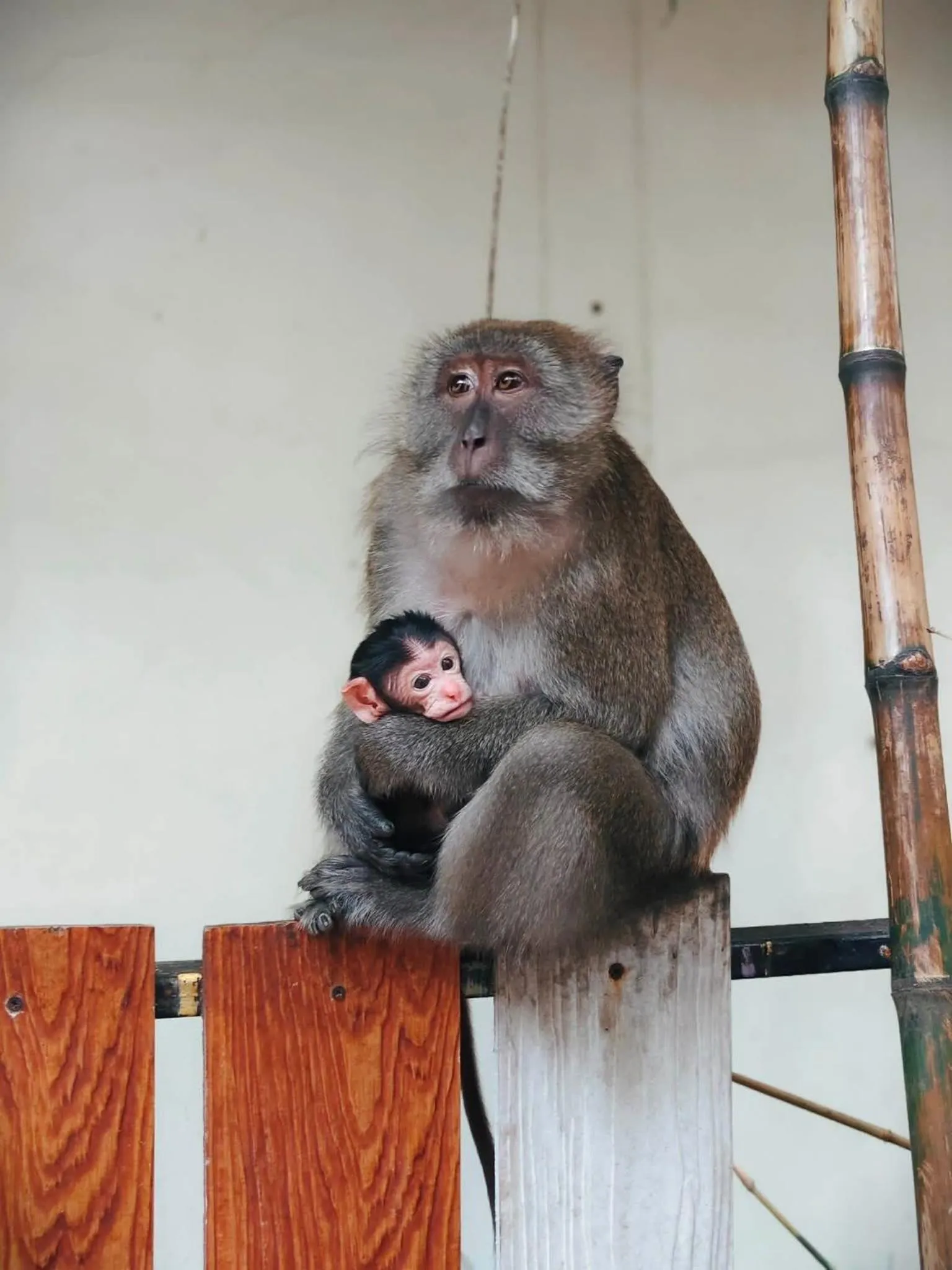 Phi Phi Maiyada Resort