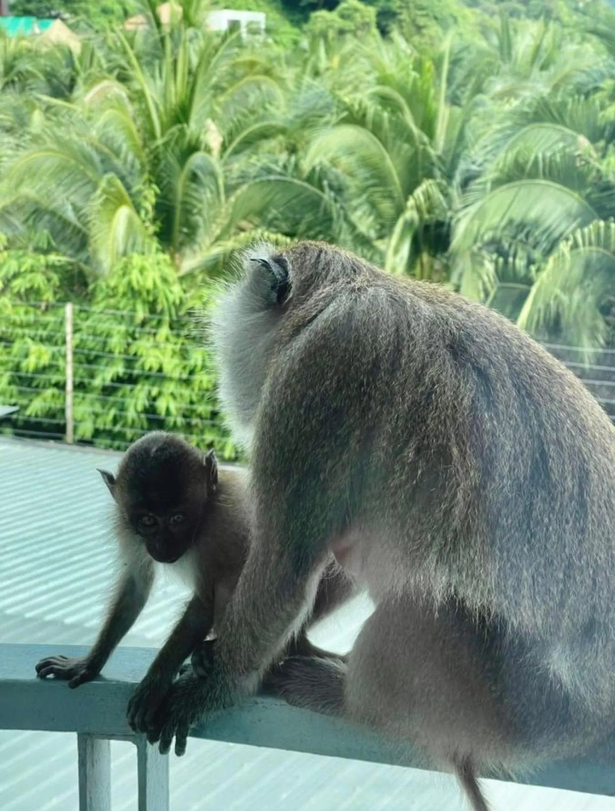 Phi Phi Maiyada Resort