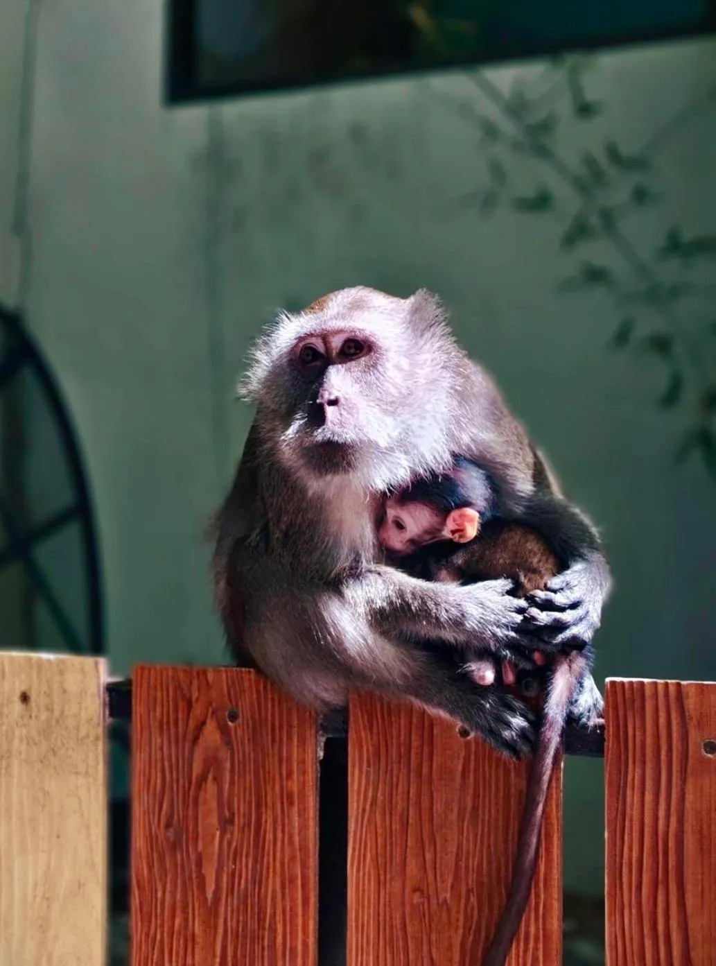 Phi Phi Maiyada Resort