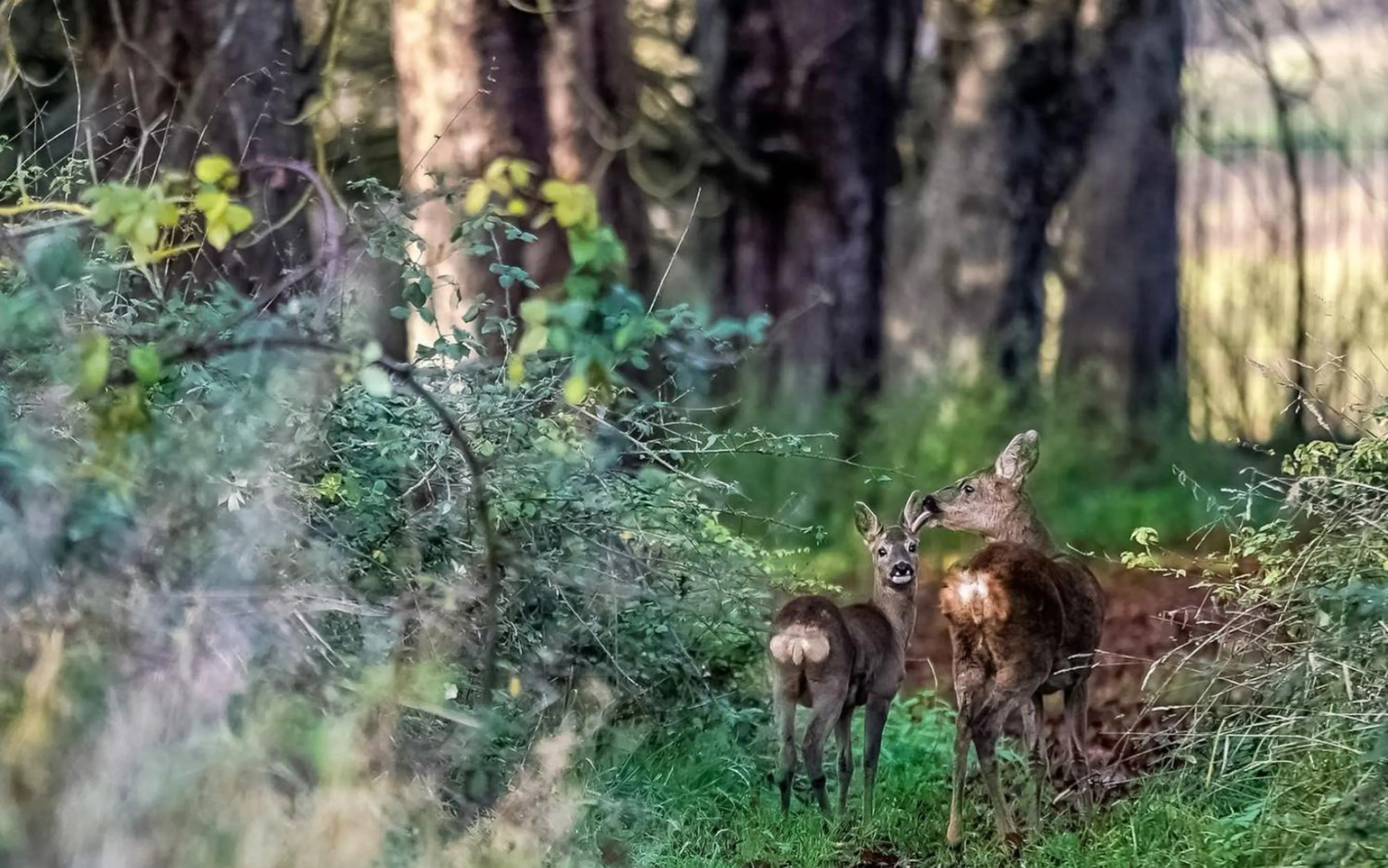 Activities in Demeures de Campagne Parc du Coudray - Barbizon