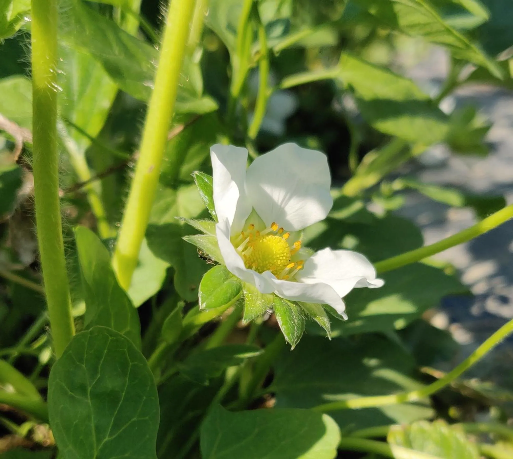 Spring in B&B Il Glicine Nascosto
