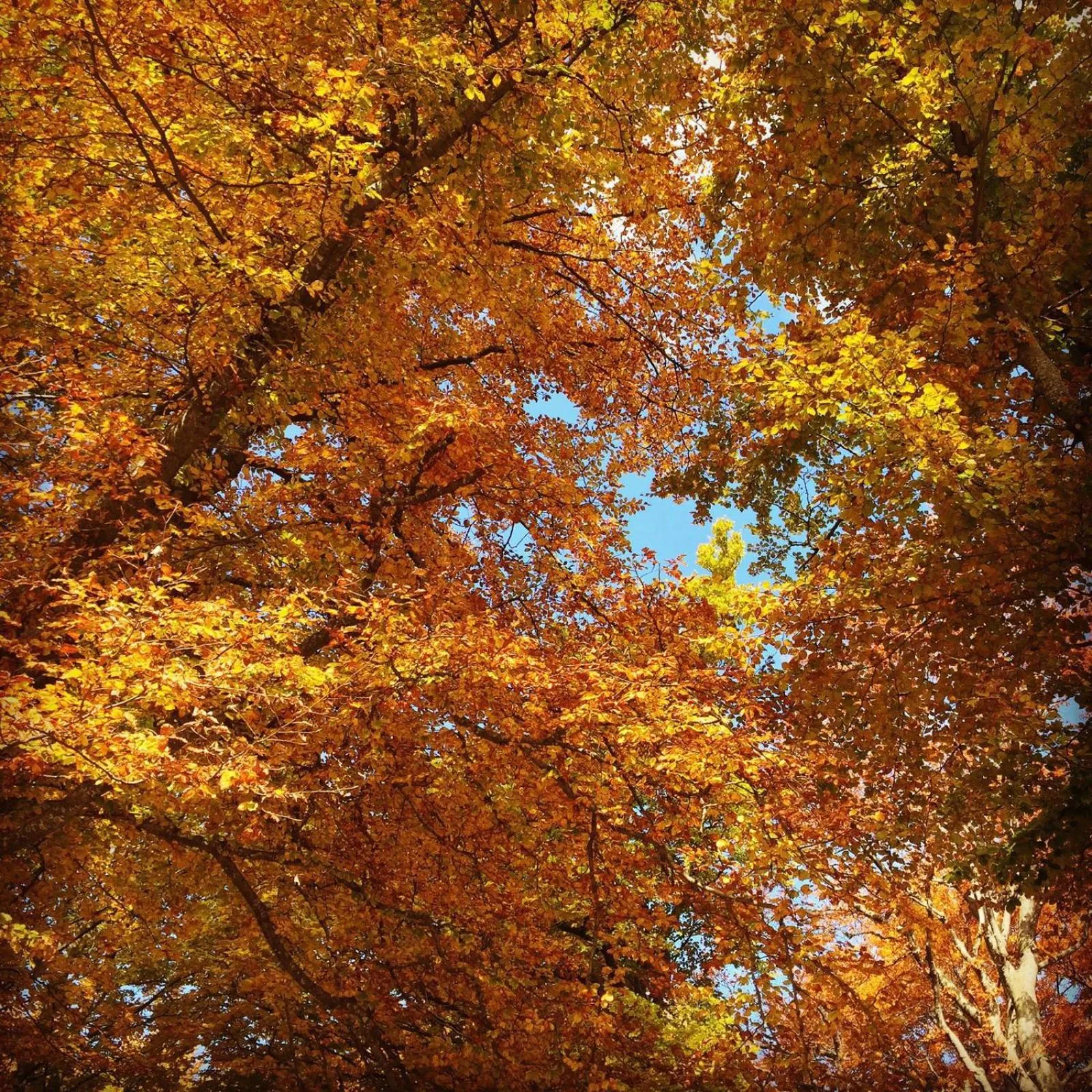 Day in Casa Sull'Albero