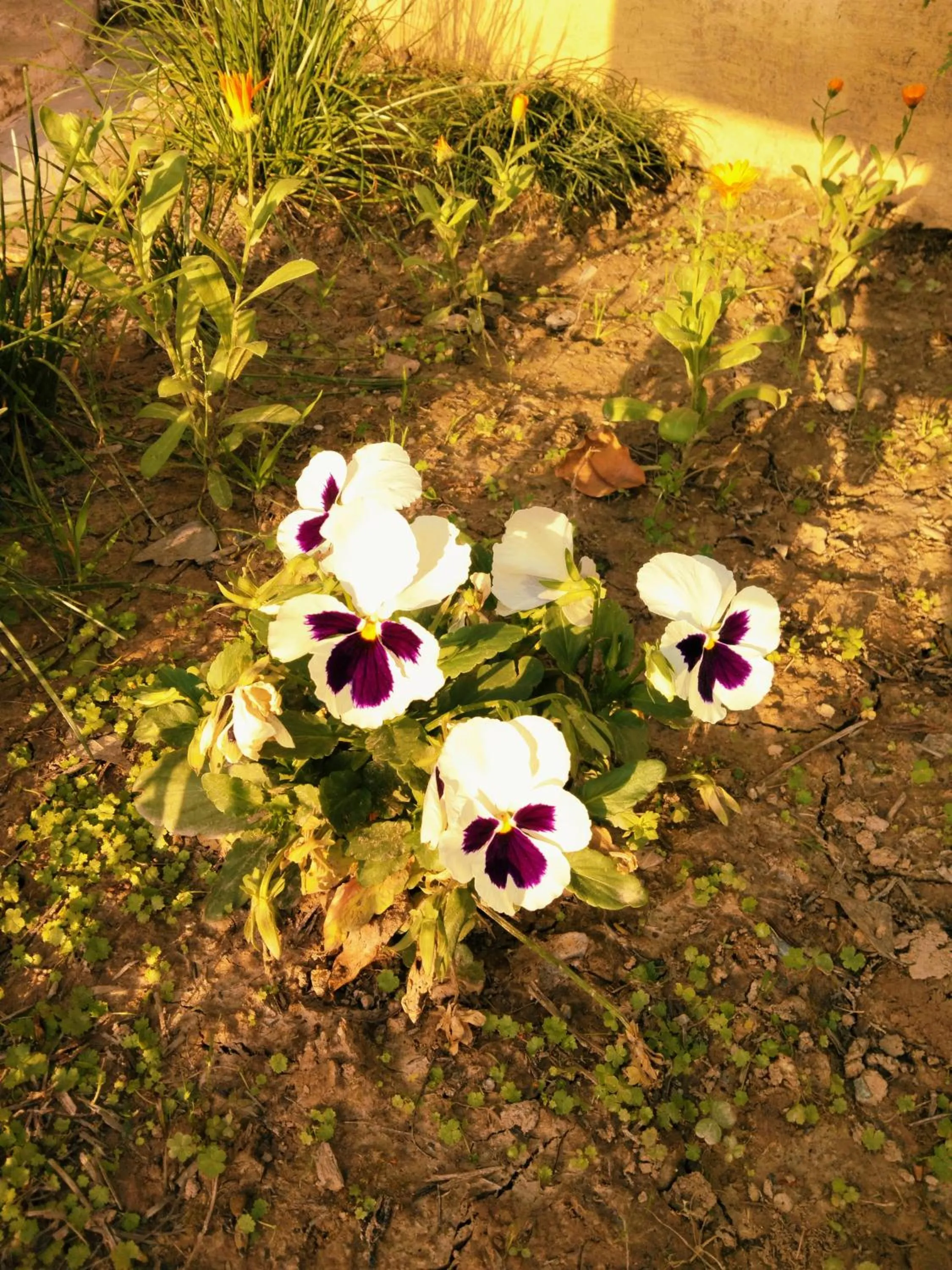 Garden view in Dev Bhoomi Farms & Cottages