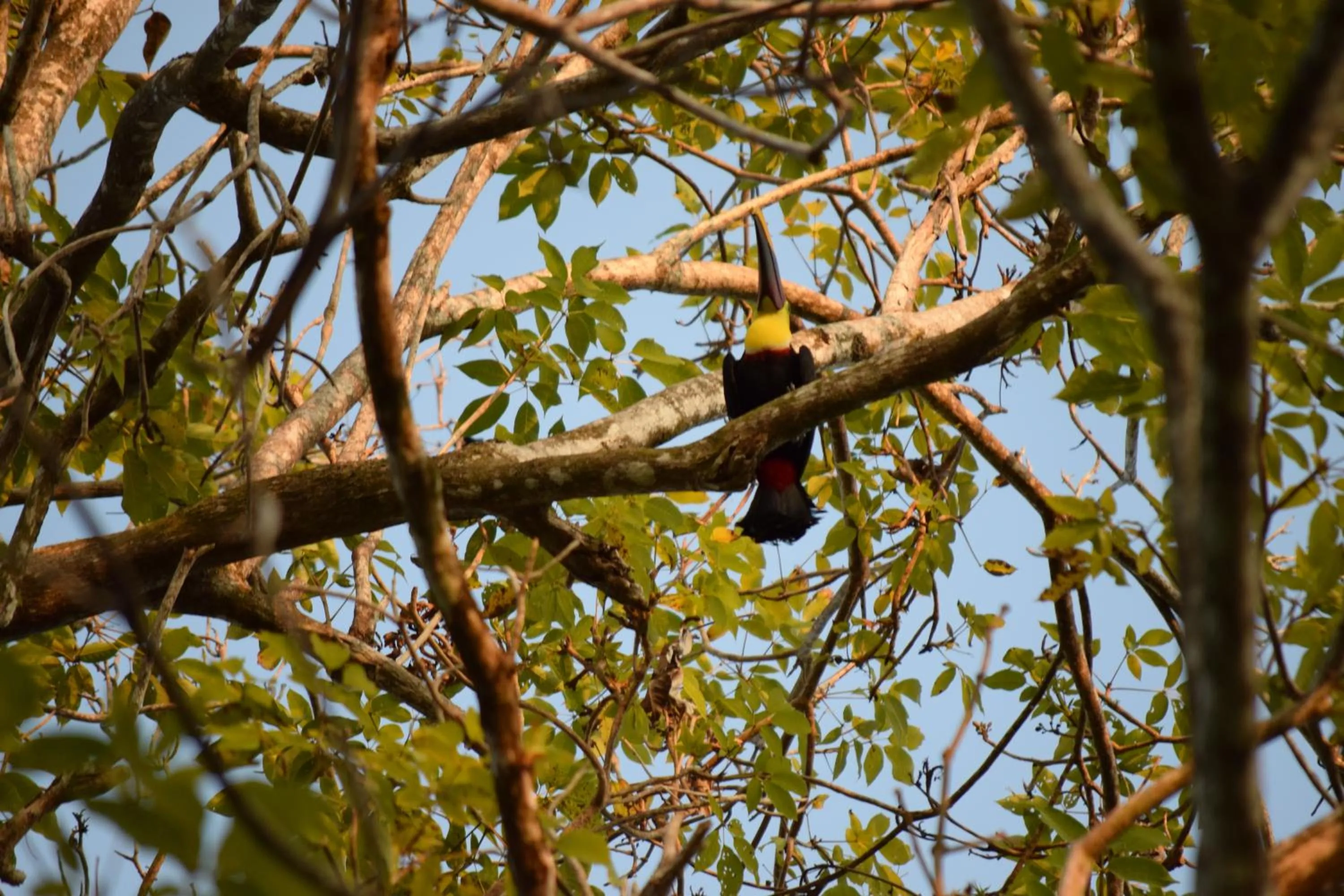 Animals in Hotel Tres Banderas