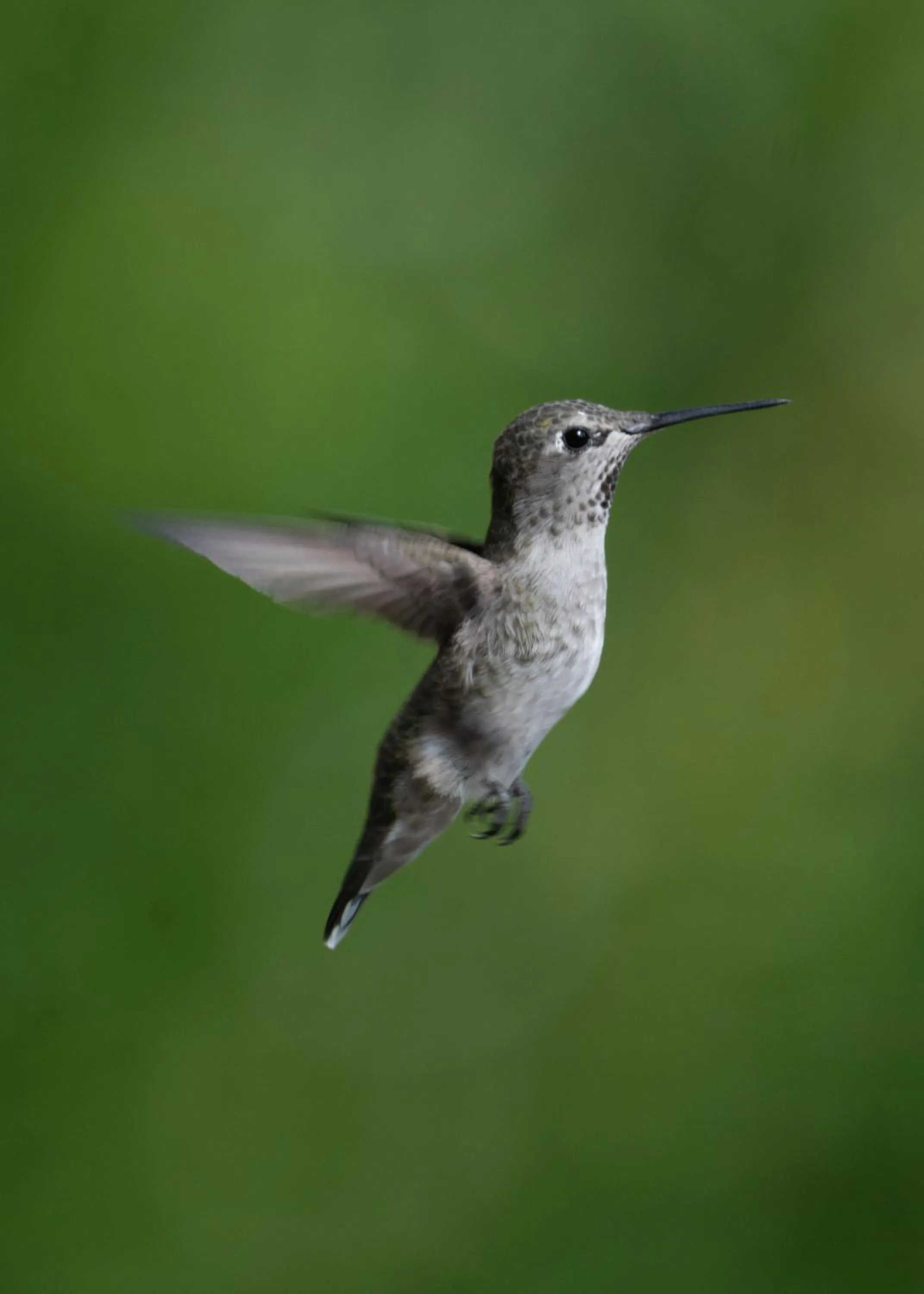 Canyon Villa Bed & Breakfast Inn of Sedona