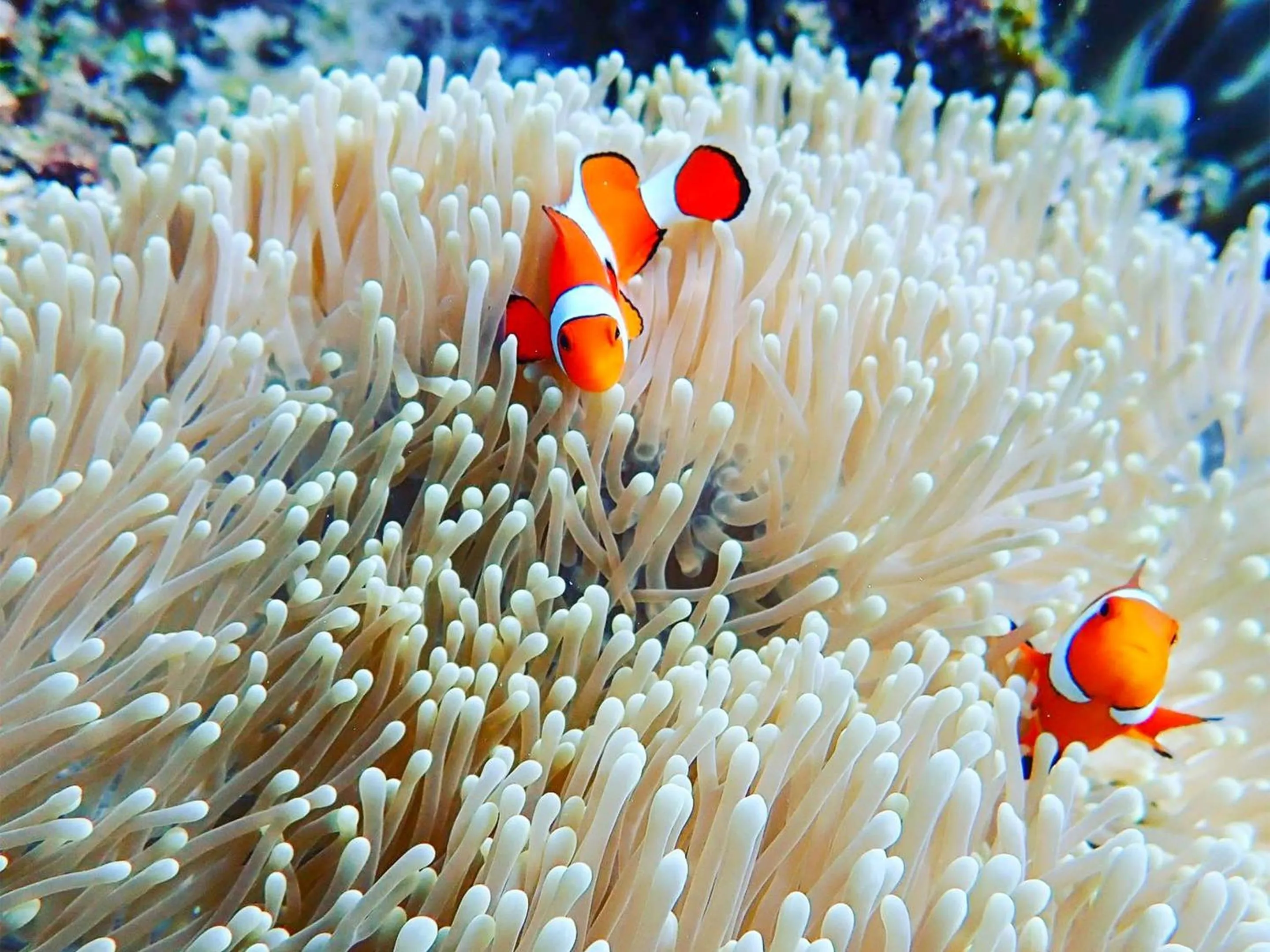 Nearby landmark in Emix Ishigaki