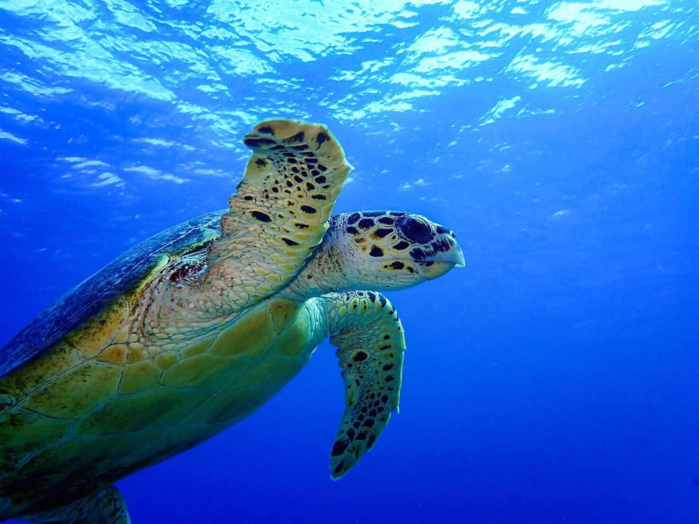 Nearby landmark in Emix Ishigaki