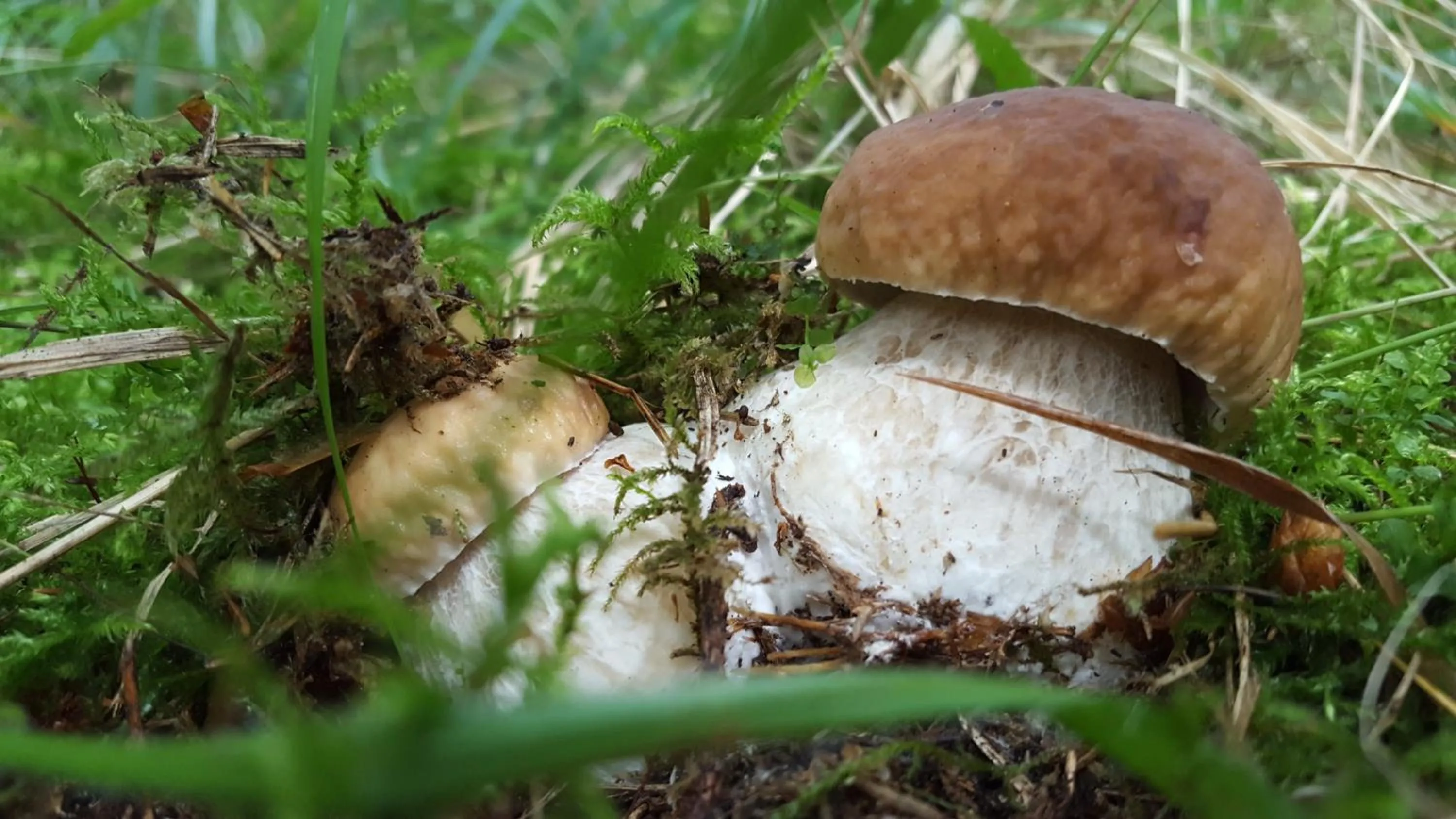 Summer in Penzion Sileo