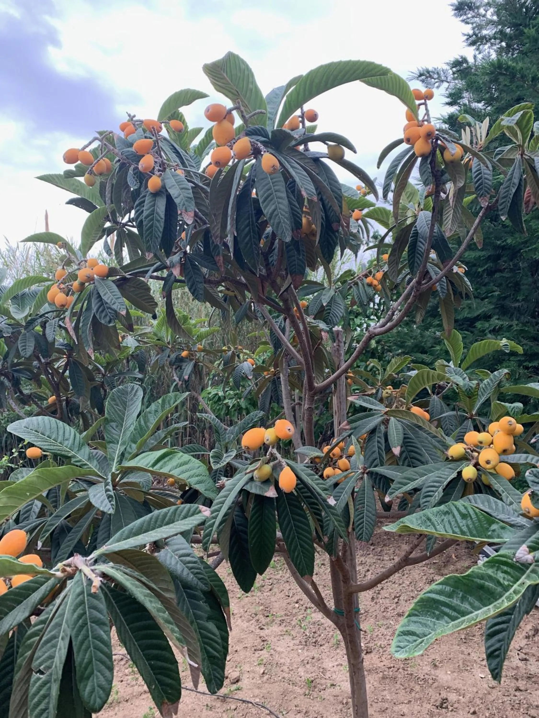 Garden in Villa Paradise in Naxos