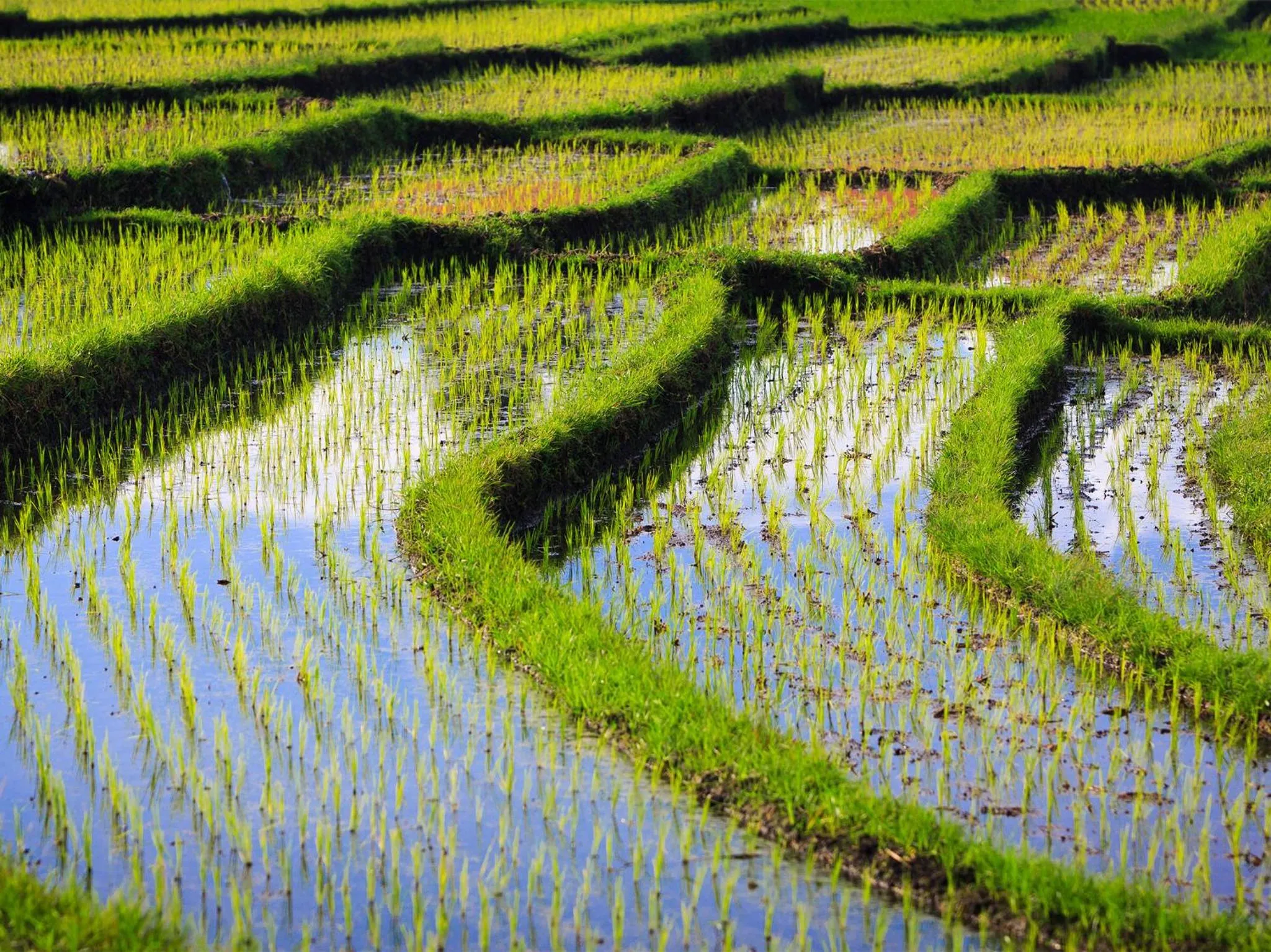 Spring in Villa Maridadi by Elite Havens