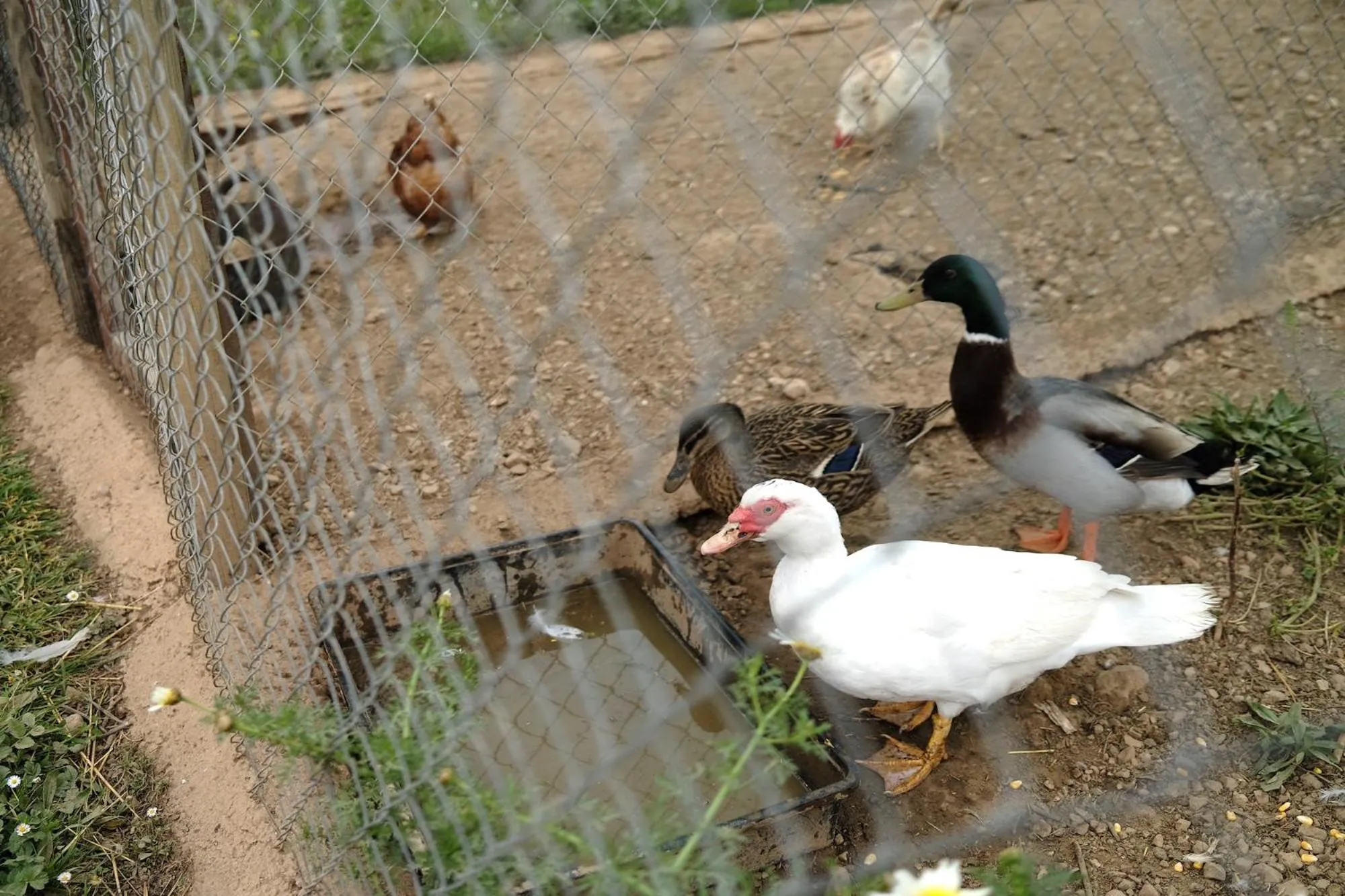 Finca Hotel Ses Cases Noves