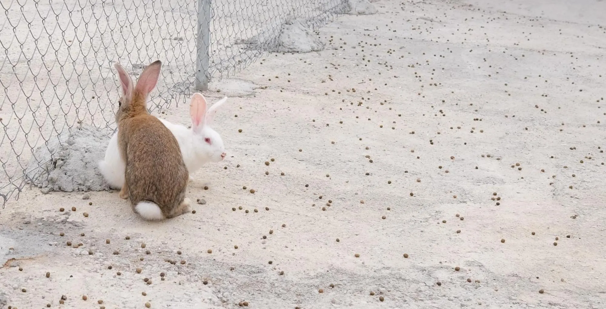 Animals in Finca Hotel Ses Cases Noves
