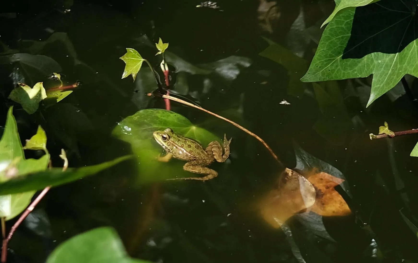 Finca Hotel Ses Cases Noves