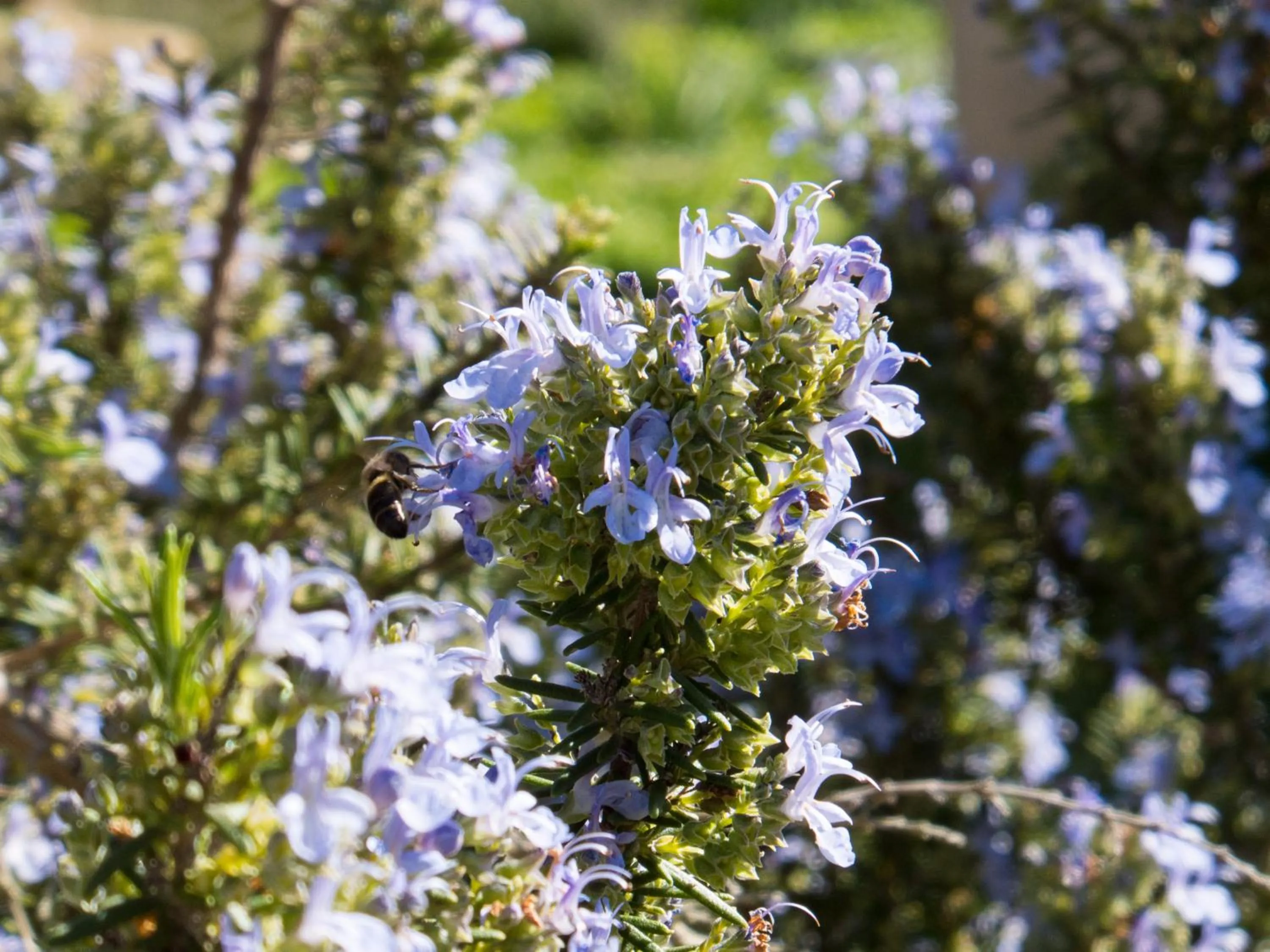 Other in Finca Hotel Ses Cases Noves