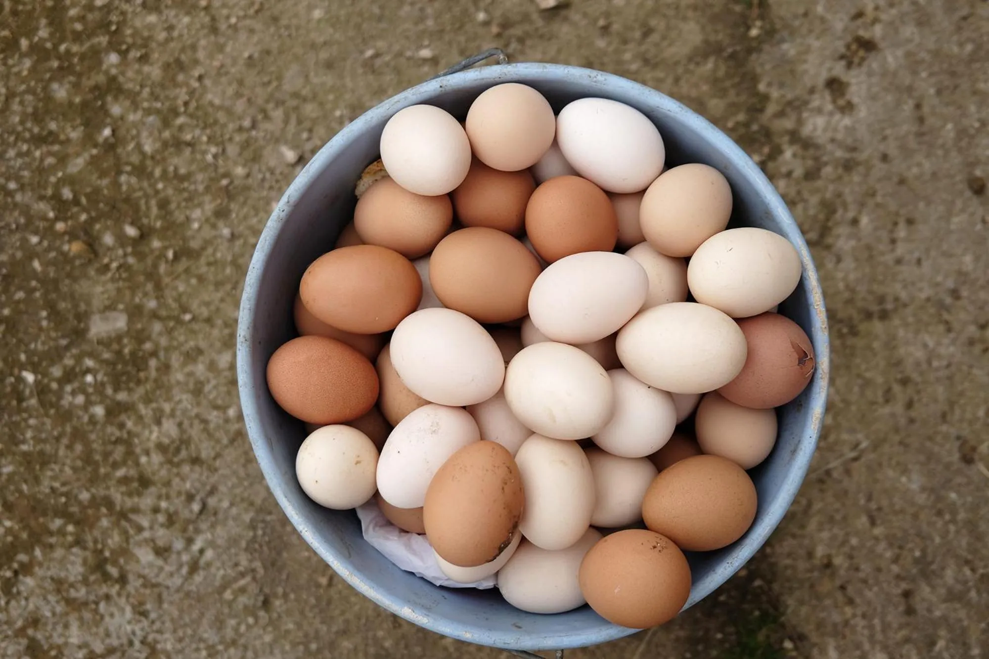 Food and drinks in Finca Hotel Ses Cases Noves