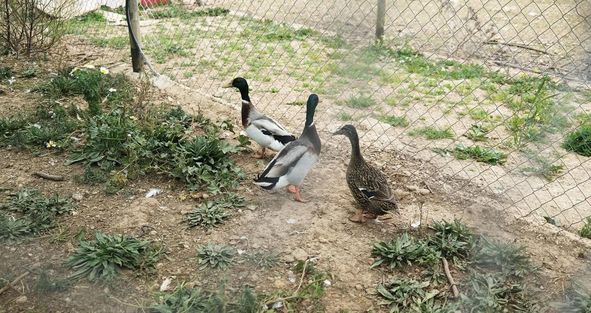 Animals in Finca Hotel Ses Cases Noves