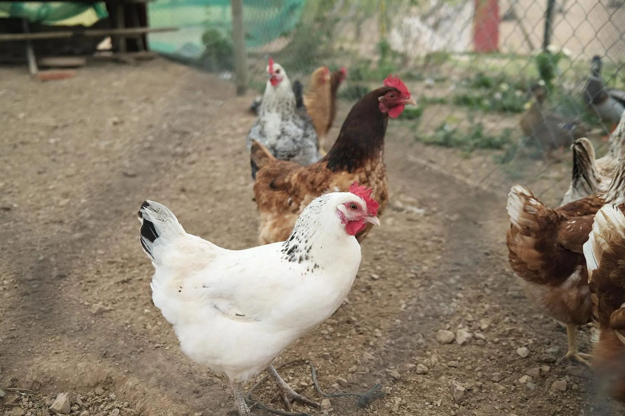 Animals in Finca Hotel Ses Cases Noves