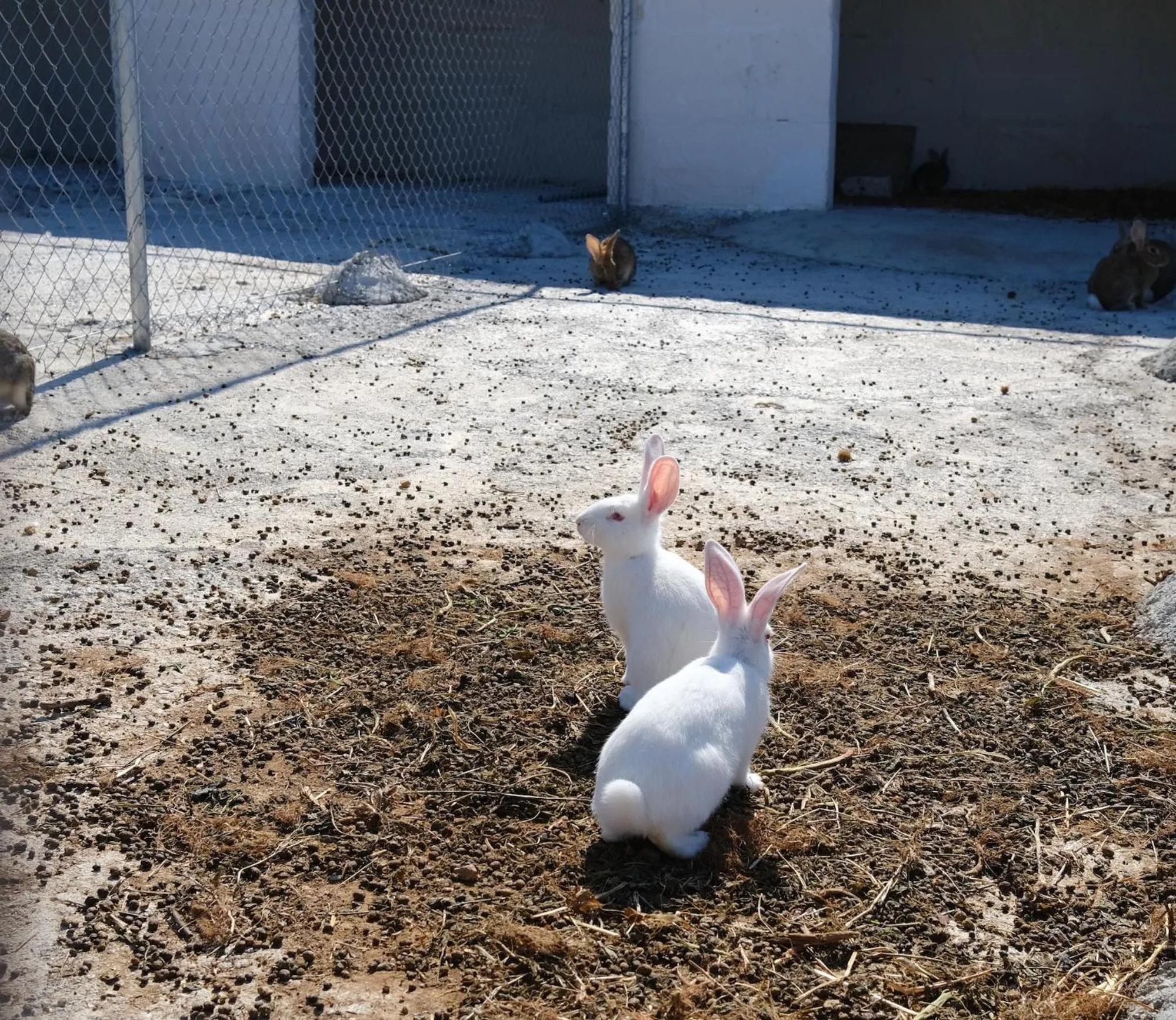 Finca Hotel Ses Cases Noves