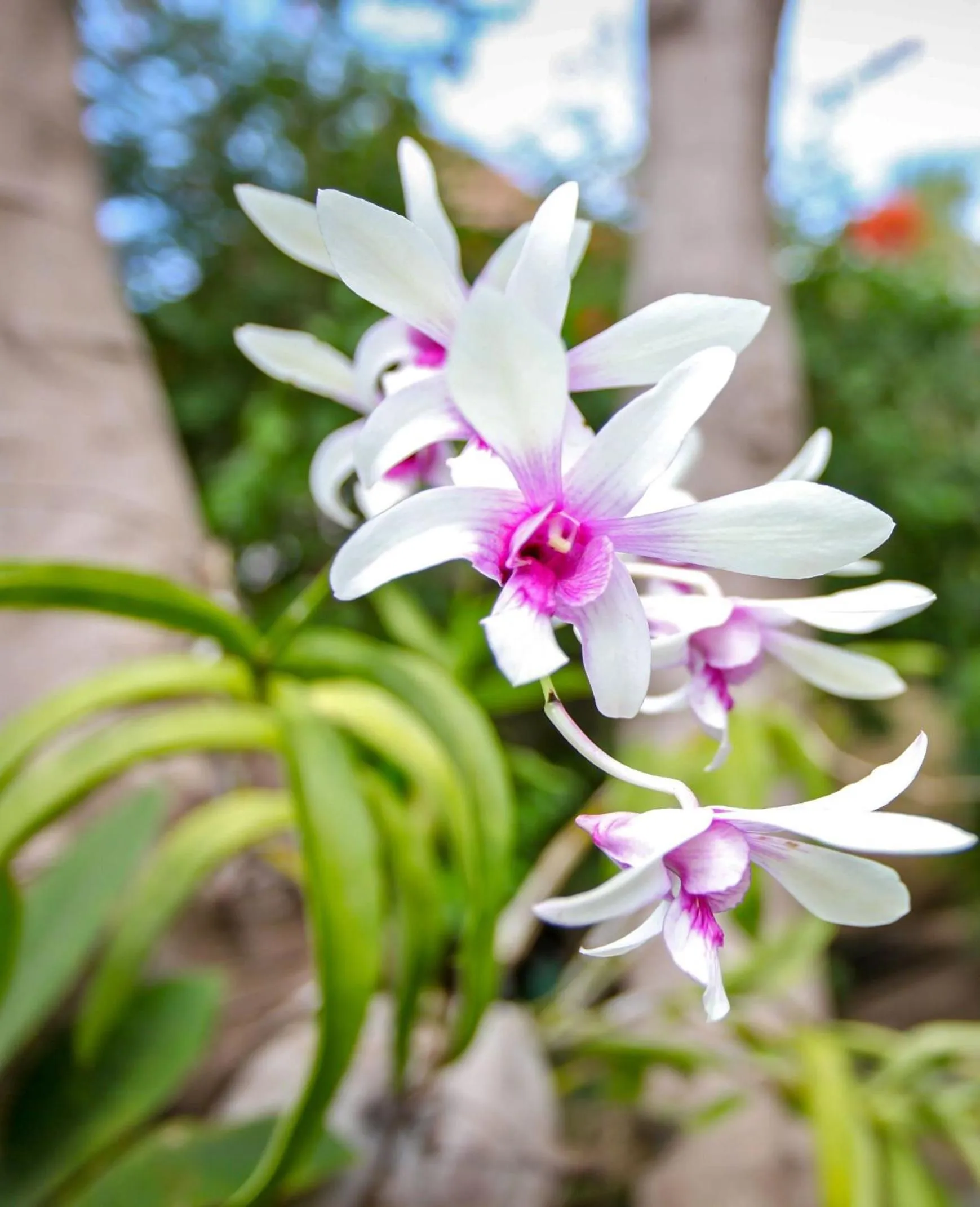 Garden in Martas Hotel