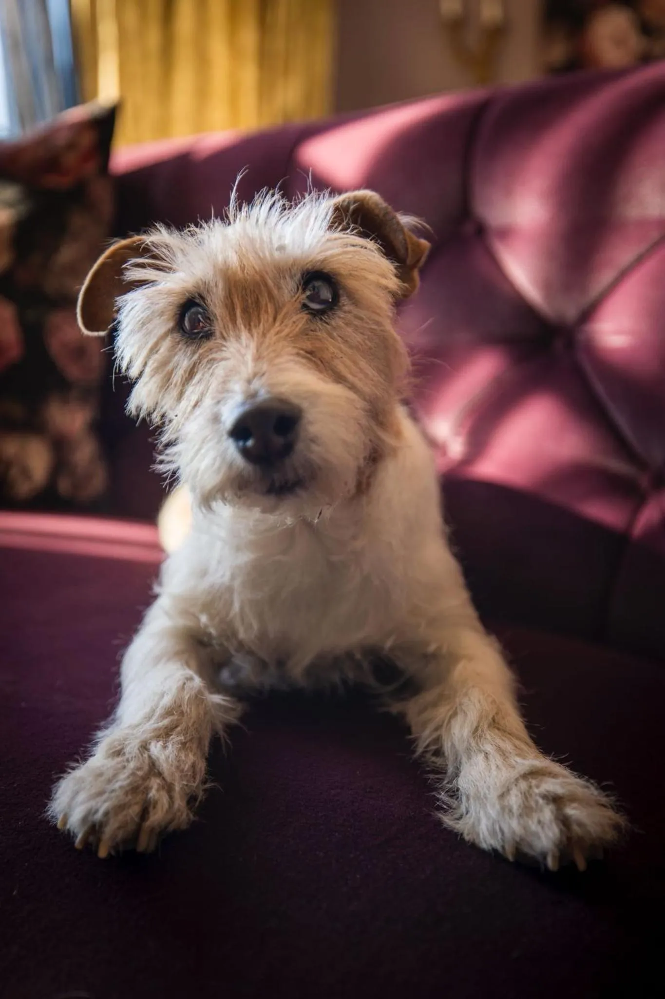 The Great Gatsby Houghton