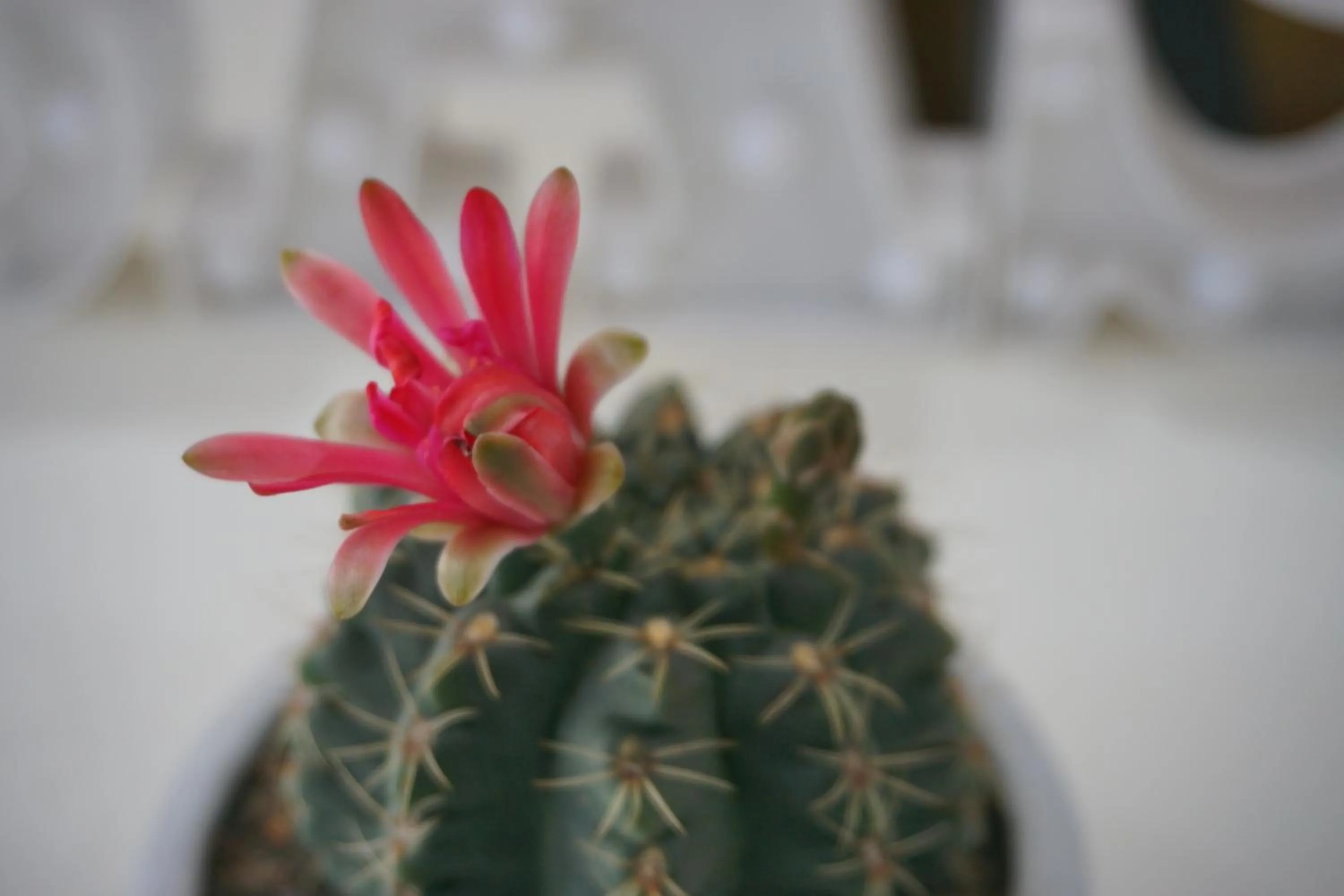 LaCas Hotel Quy Nhon