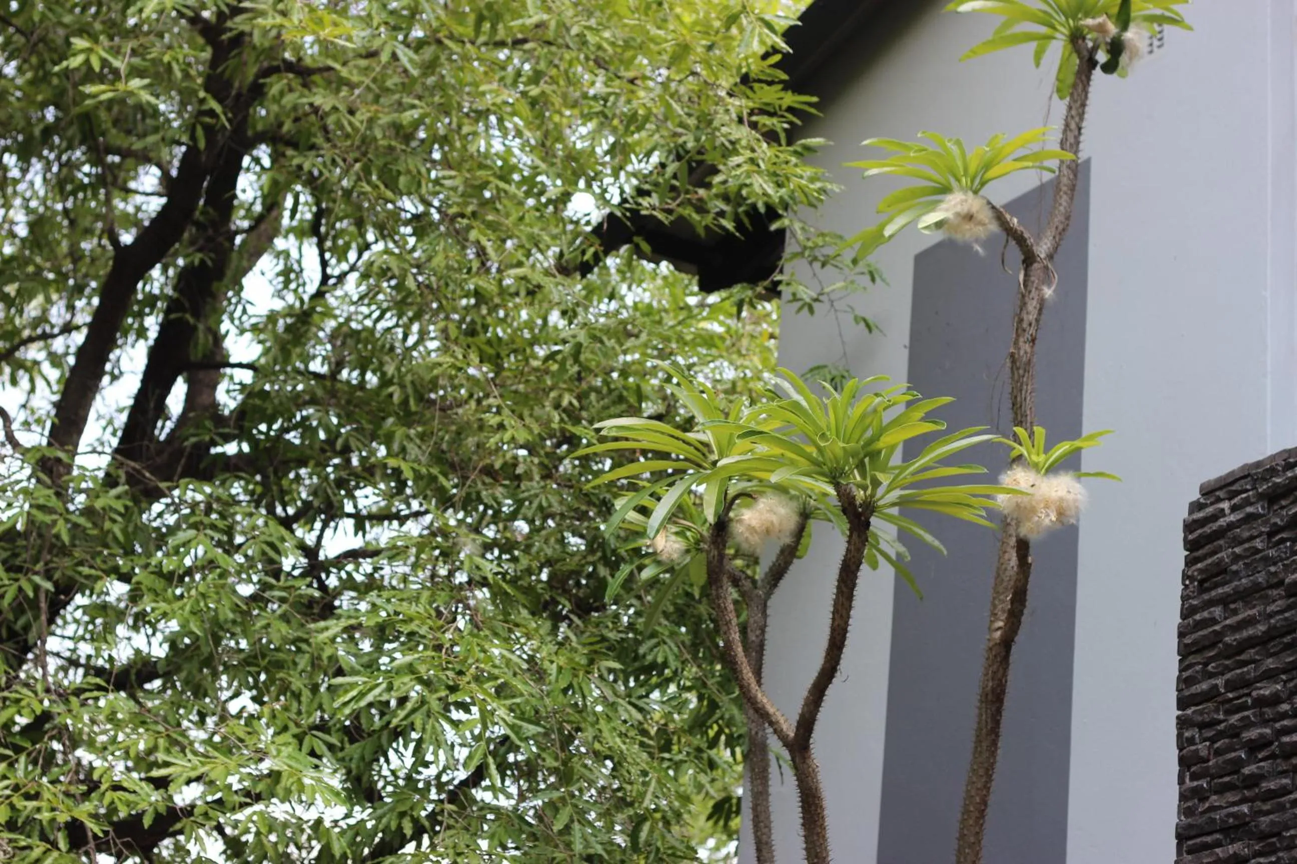 Garden in Ecolux Boutique Hotel