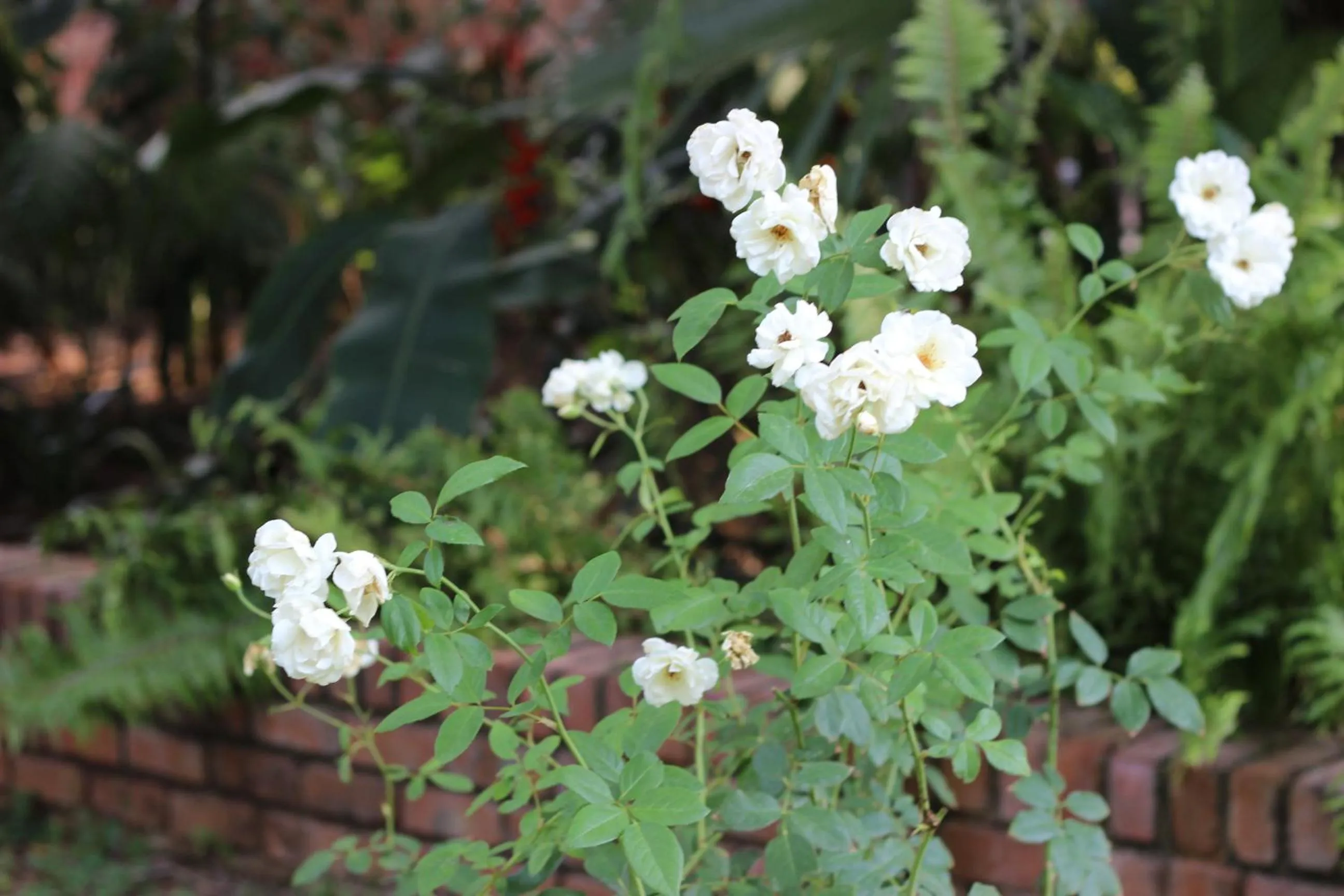 Garden in Ecolux Boutique Hotel