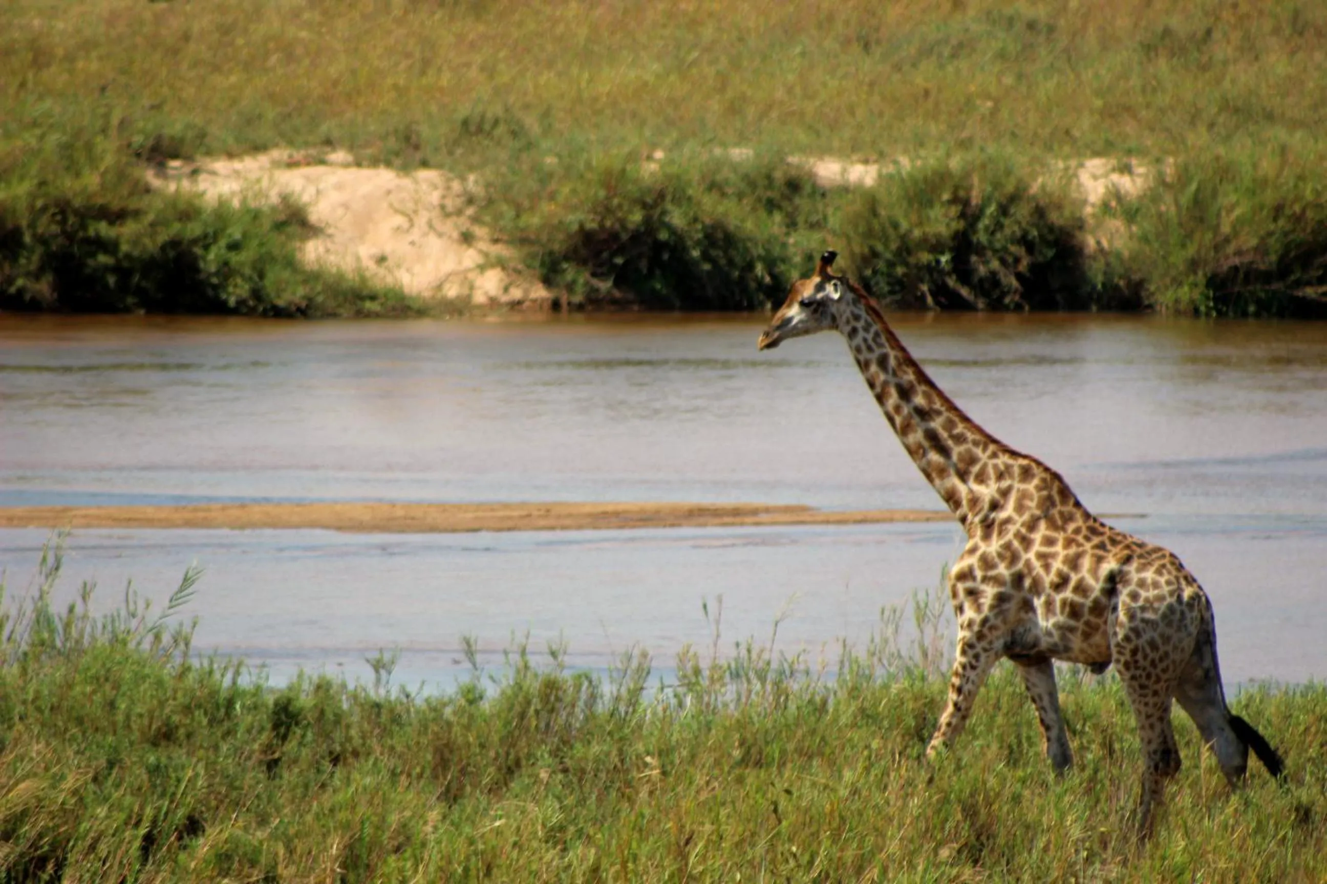 Animals in Ecolux Boutique Hotel