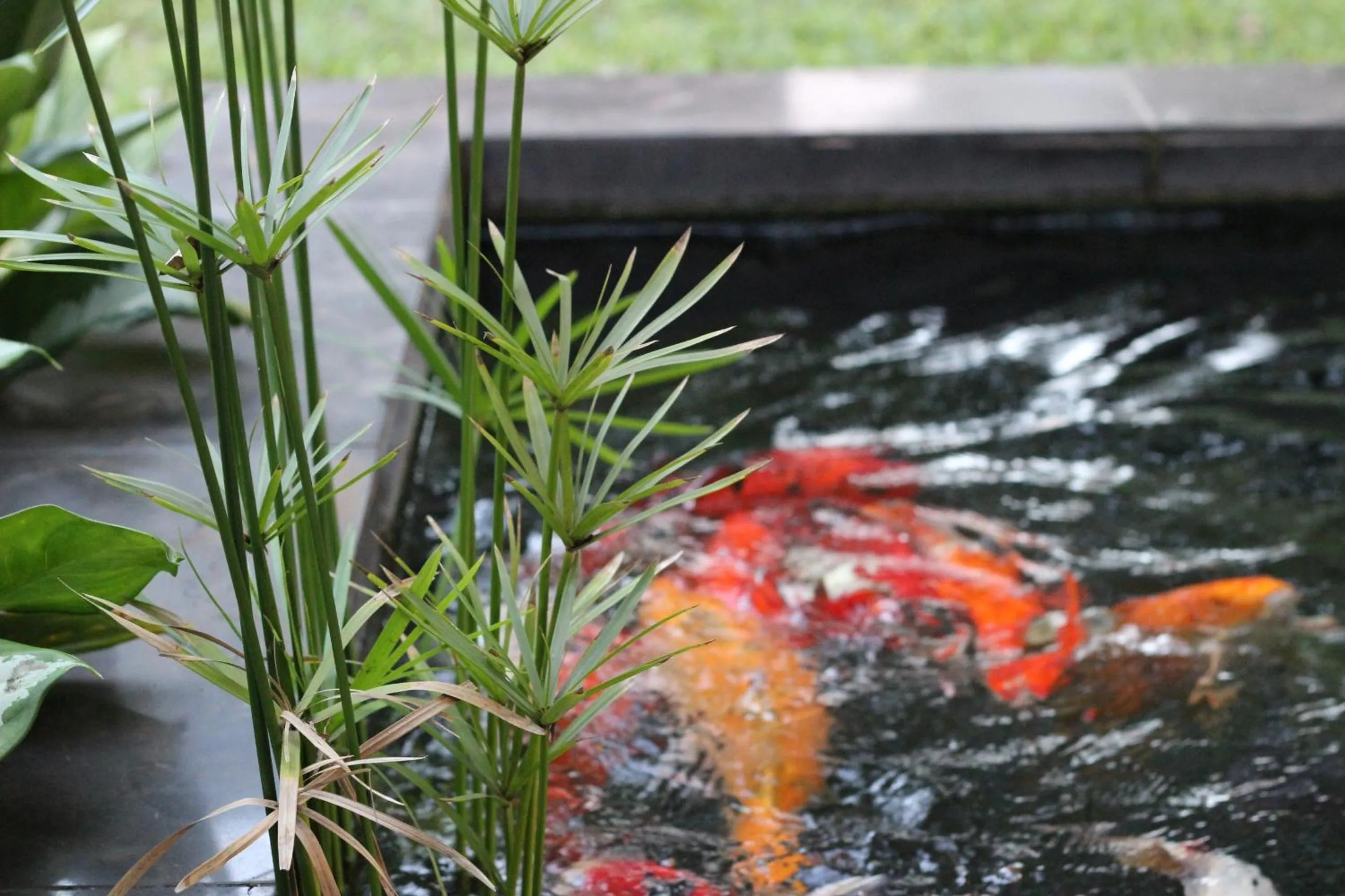 Garden in Ecolux Boutique Hotel