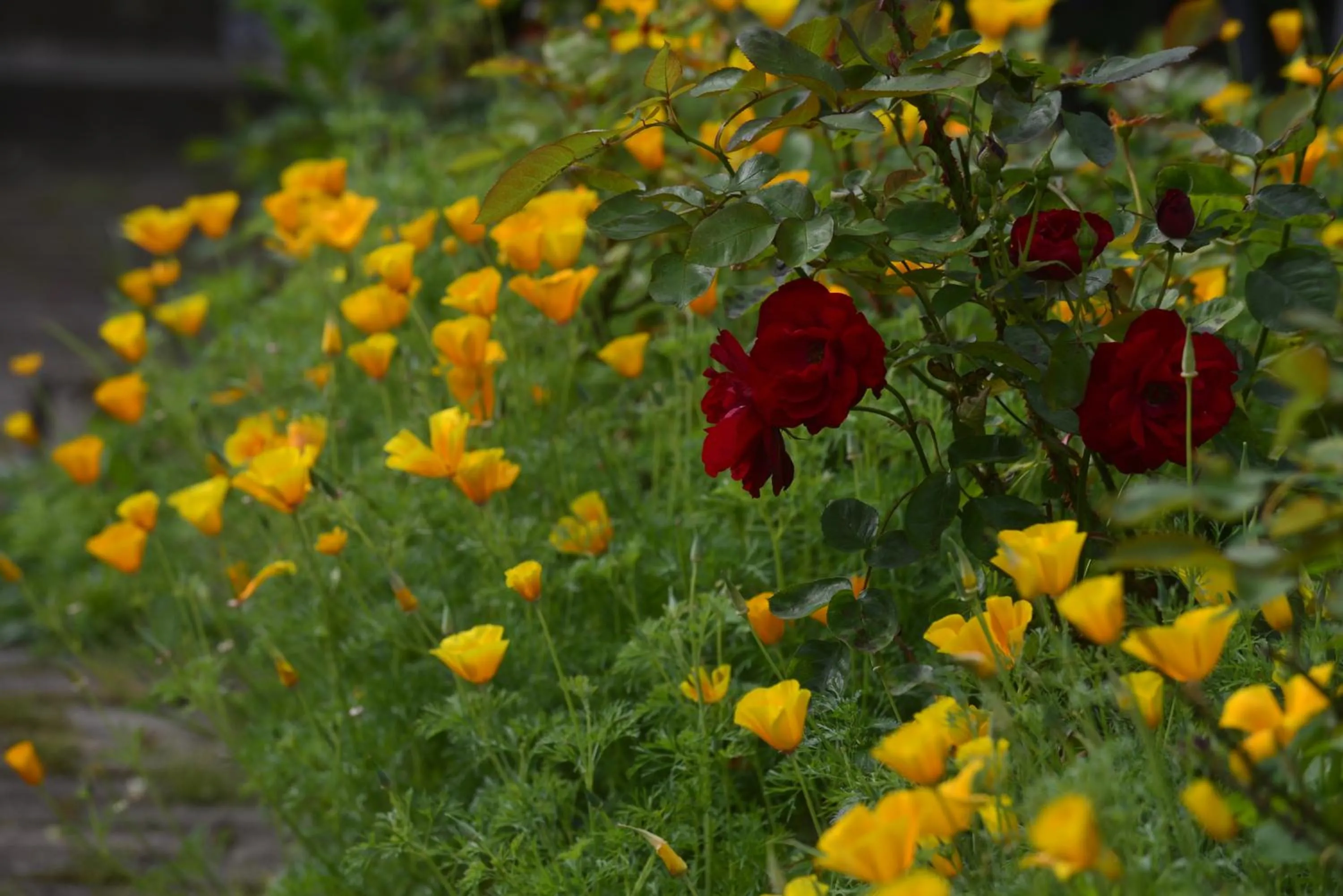 Garden in Christel's Pension