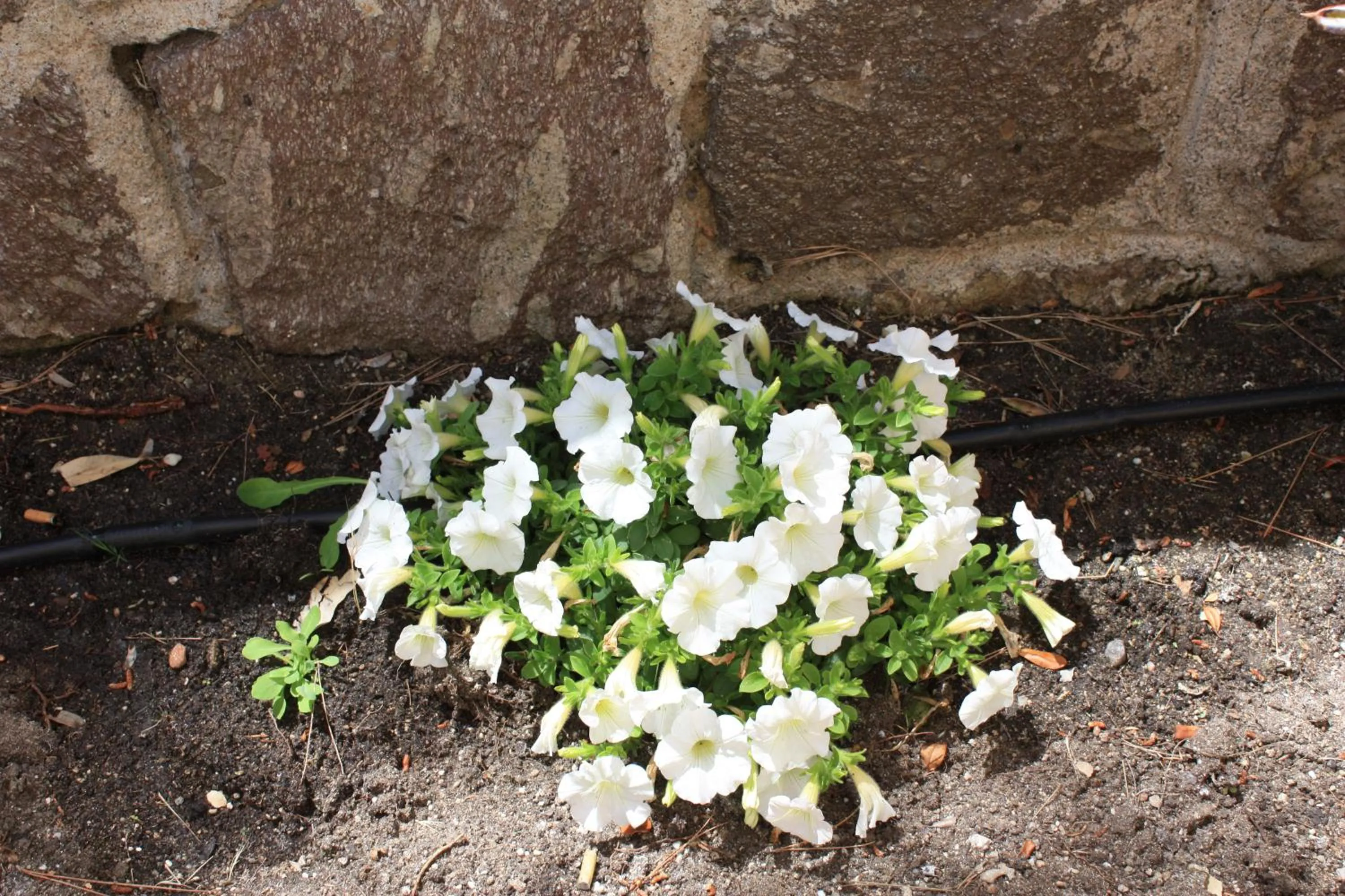 Other in Hotel Castelsardo Domus Beach
